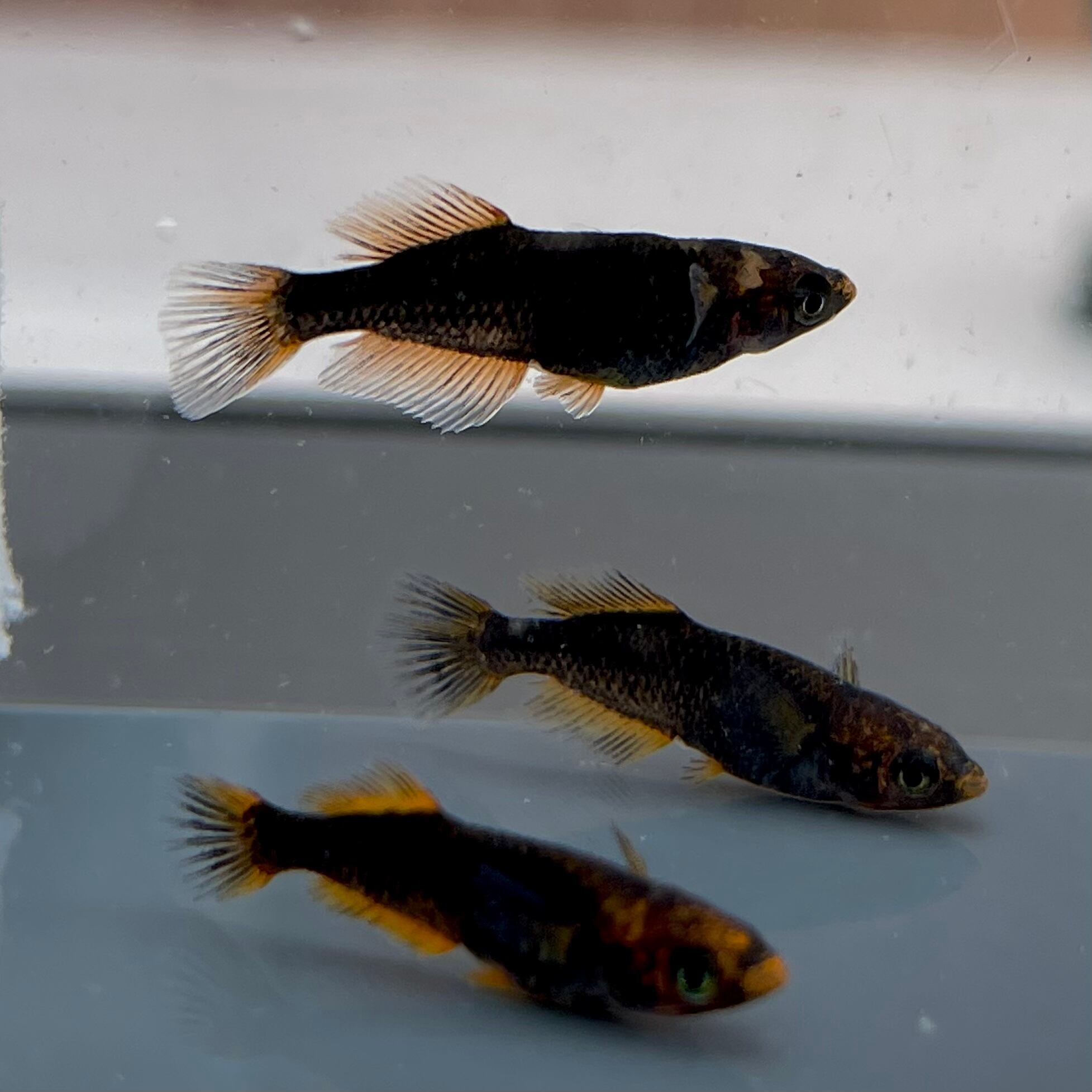 【西郷めだか】玄(五式タイプR光体型鰭長) 雄1、雌2匹 - 魚類、水生生物
