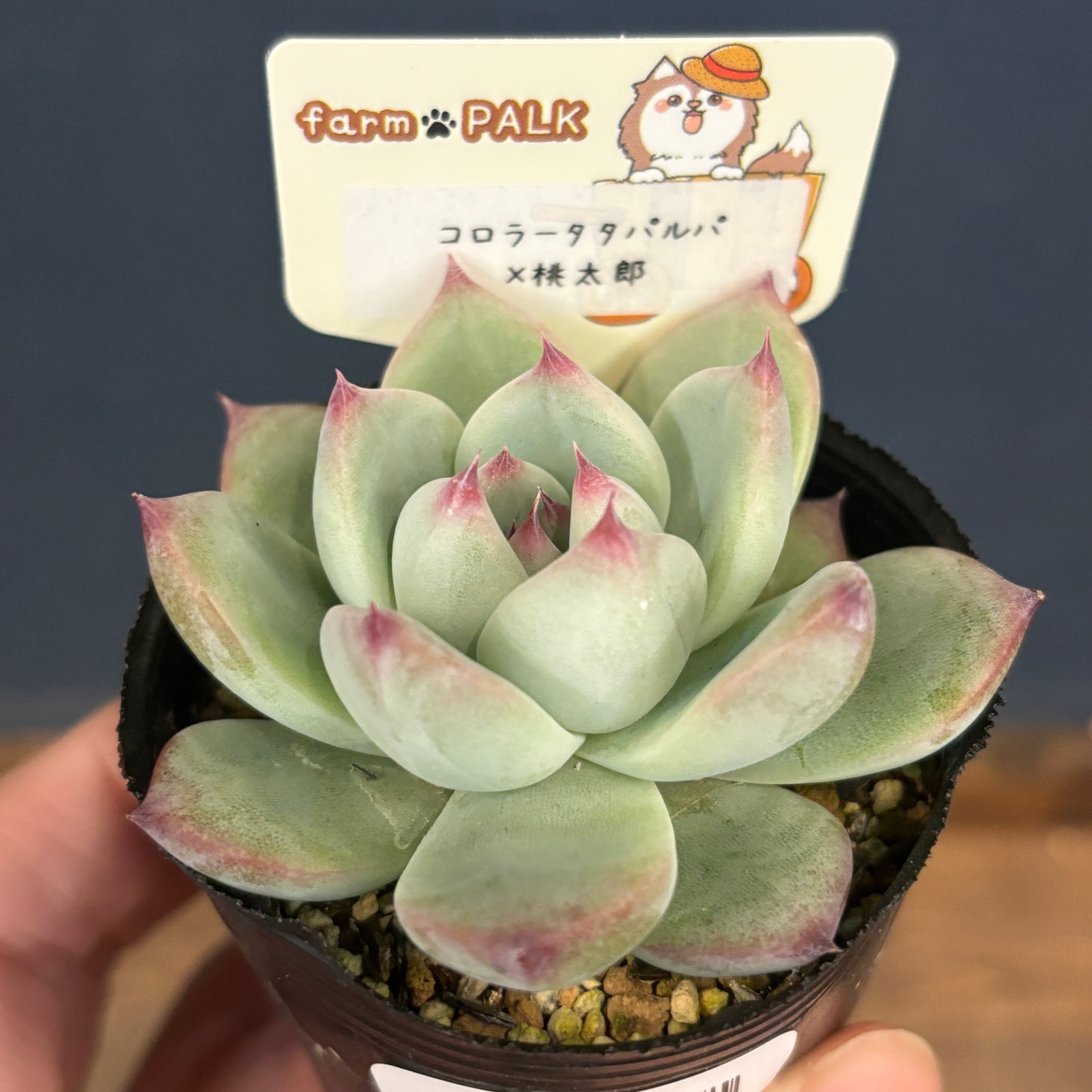 farmPALKさん苗 エケベリア コロラータタパルパ × 桃太郎【708