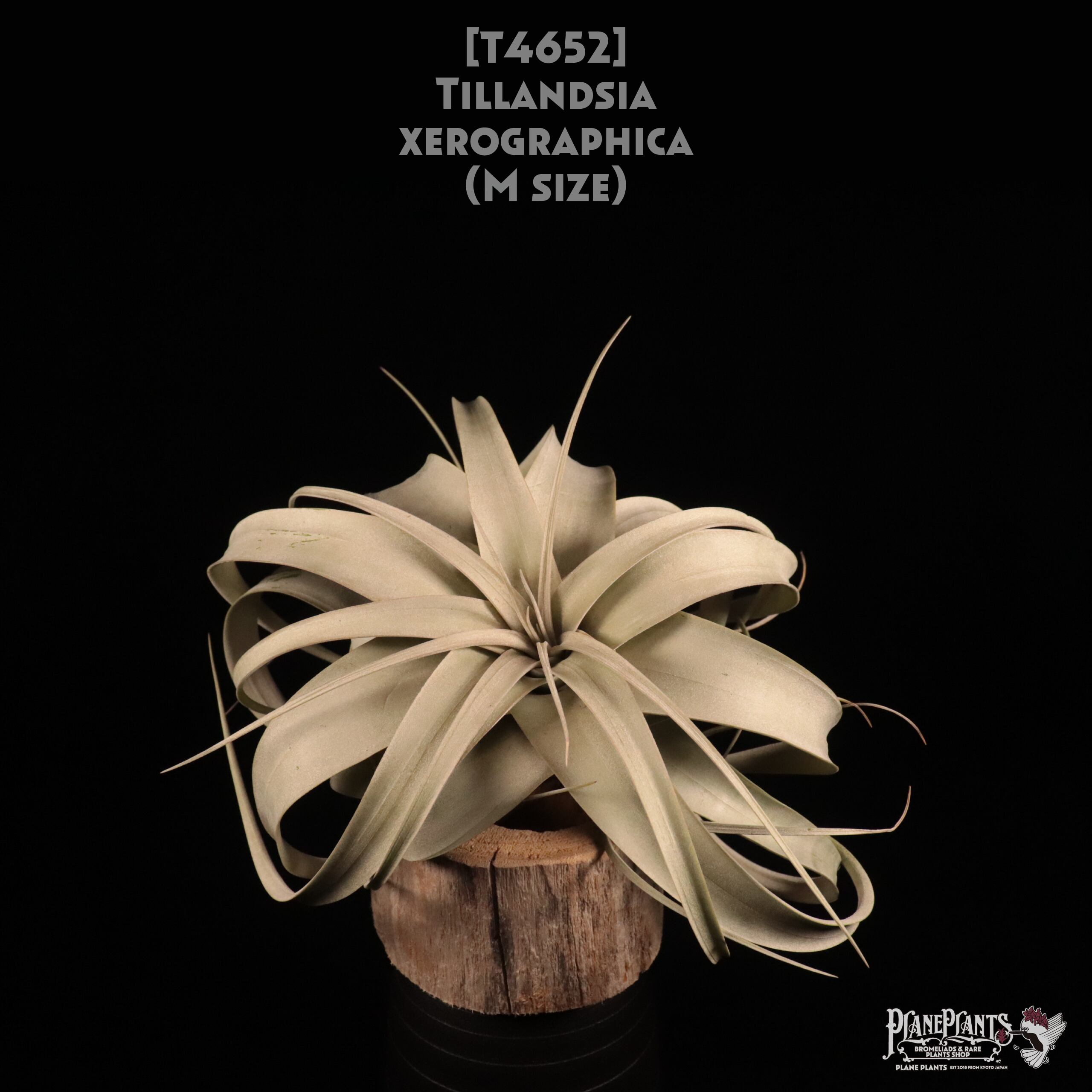 【送料無料】xerographica M〔エアプランツ〕現品発送T4652