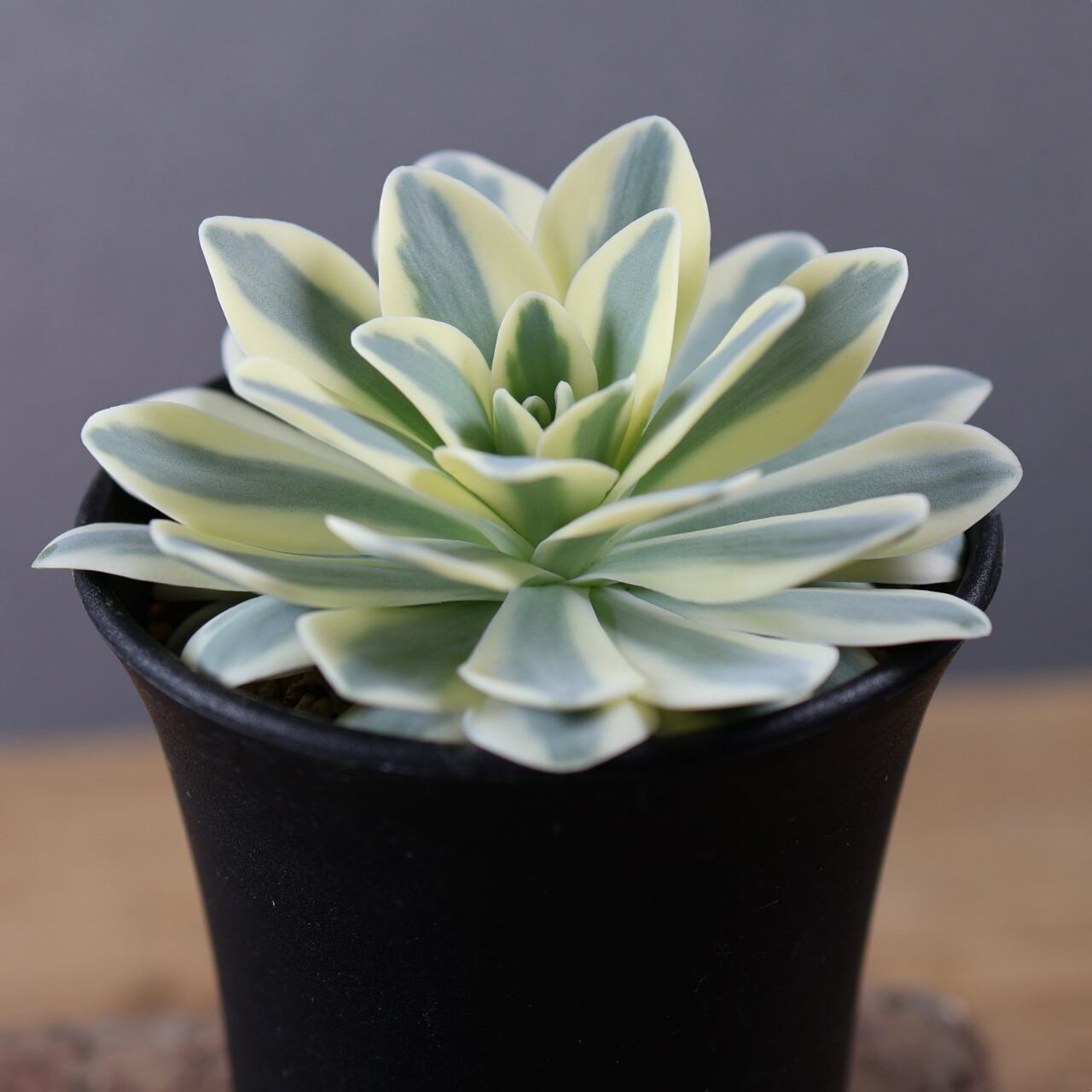 613『オロスタキス 富士』Orostachys 'Fuji' 観葉植物【送料無料