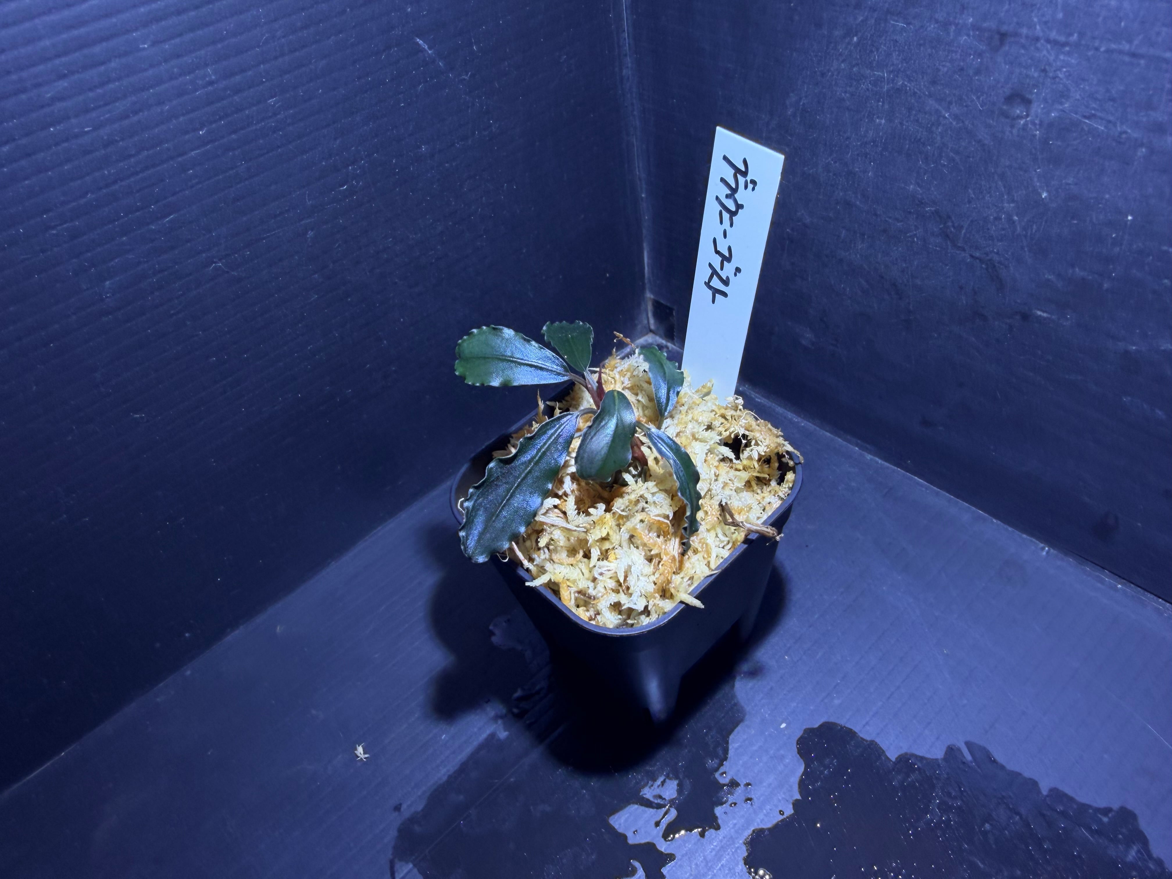 Bucephalandra sp. Brownie Ghost(ブセファランドラsp. ブラウニー