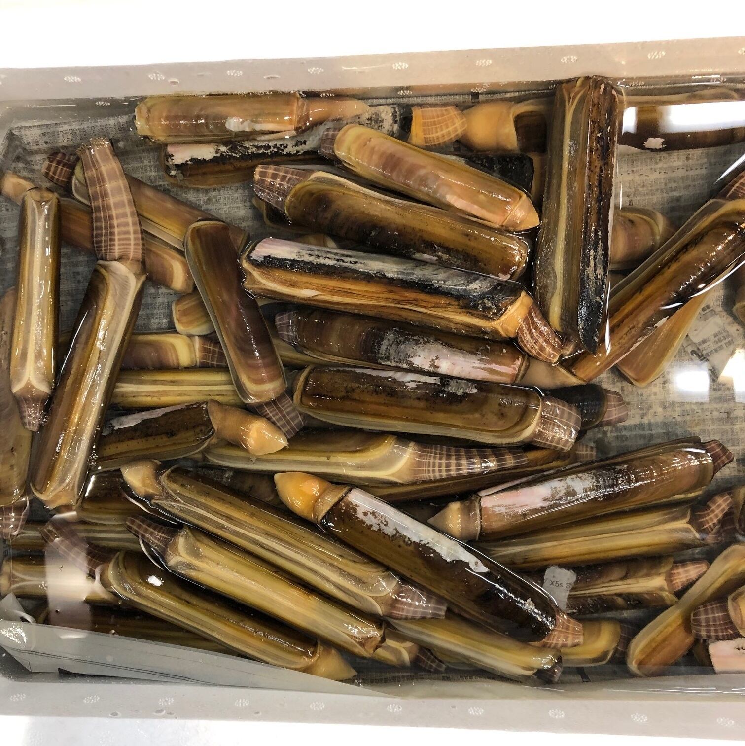 マテ貝 生 約1kg 国産 山口県産 他 豊洲直送 旬の貝類 マテガイ マテ貝１k 冷蔵 Okawari 豊洲直送の高級海産物をお届け