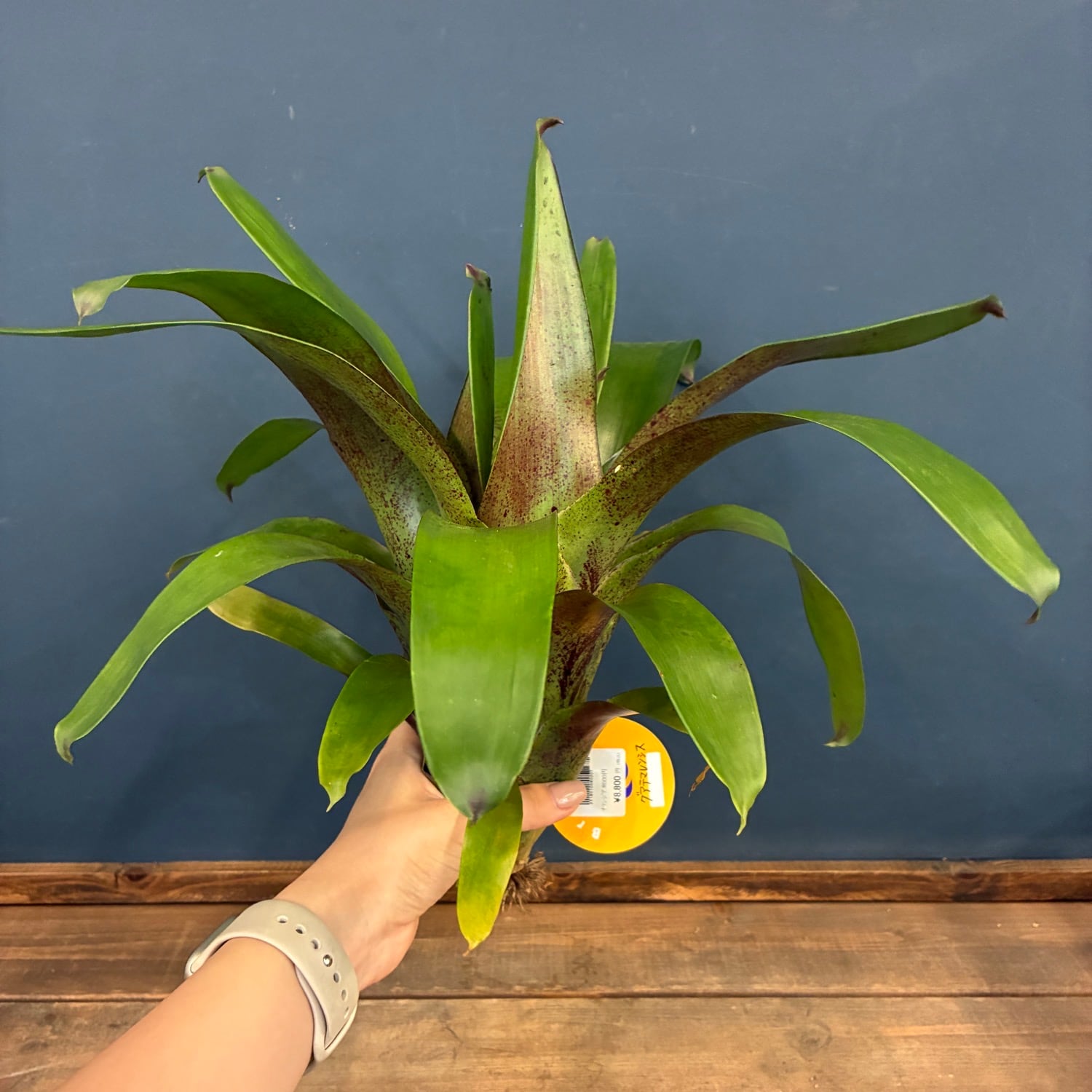着生植物 | PROTOLEAF プロトリーフ