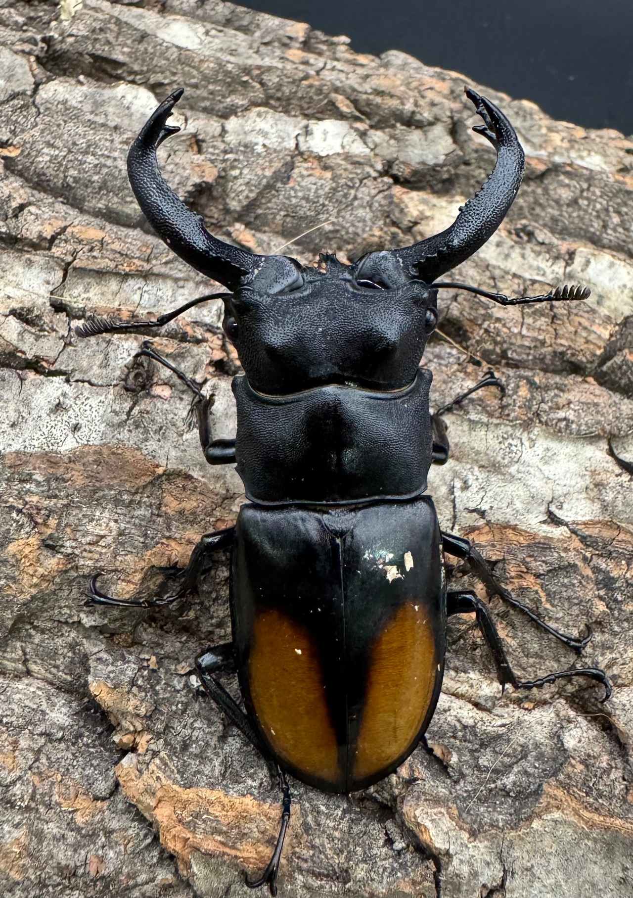 【WD】《セアカフタマタ(パリーフタマタ) 71mm ペア》