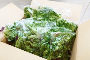 レタス2種セット 500g+350g