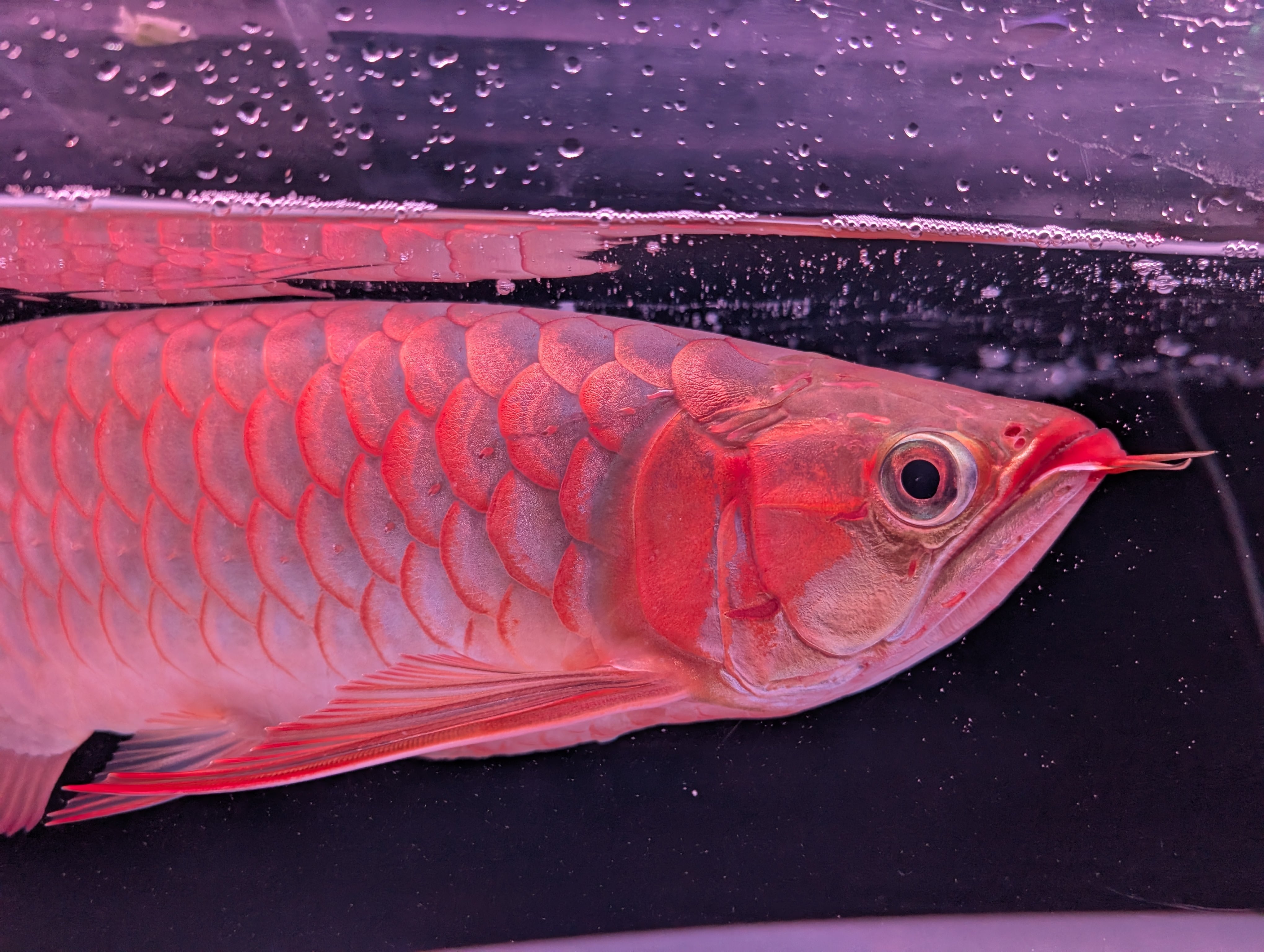 紅龍(539) スパークリング プレミアム個体 ±48㎝ | アロワナ等の大型魚