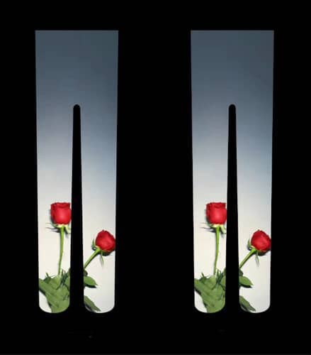 VENUS DORMIDA rose stocking