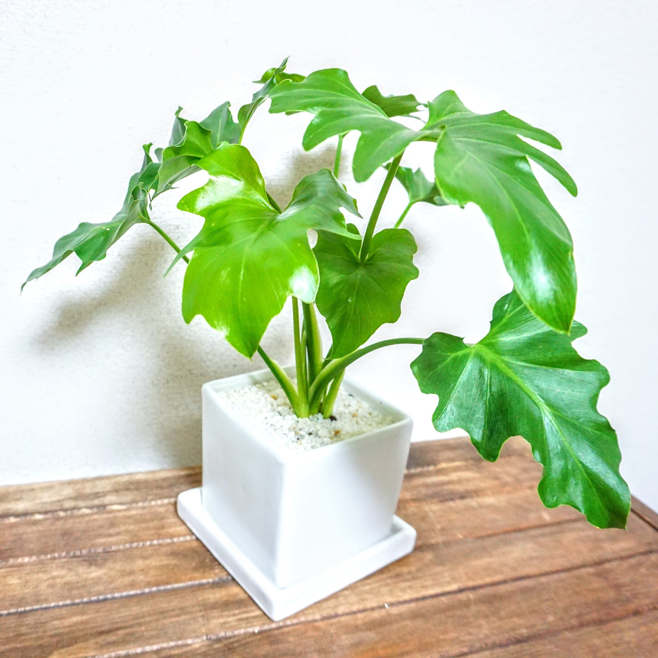 フィロデンドロン セローム 観葉植物 Plants Link