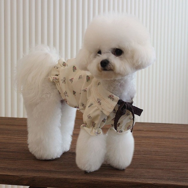 即納販売　フィオレ ブラウス(fiore blouse) 韓国犬服　haul