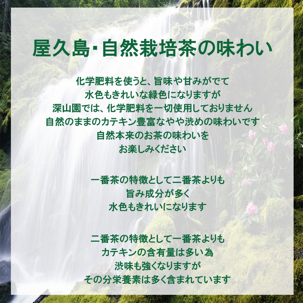 0.5g×30p×1袋《 私たちが作った“屋久島自然栽培茶”です 0.5g×30p×1袋《 私たちが作った“屋久島自然栽培茶”です