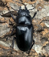 【WD】《マンディブラリスフタマタ 101mm ペア》