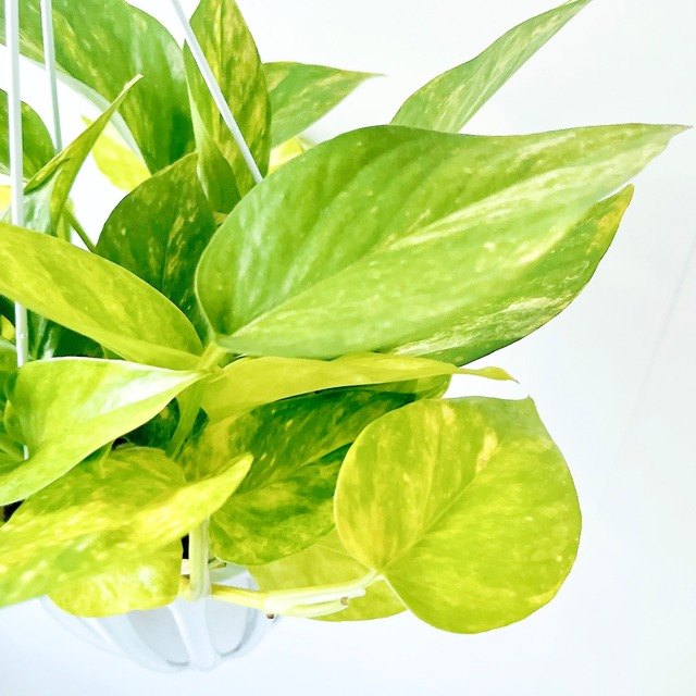 優雅に彩る ポトス テルノロビン ハンギング 観葉植物 calm cafe