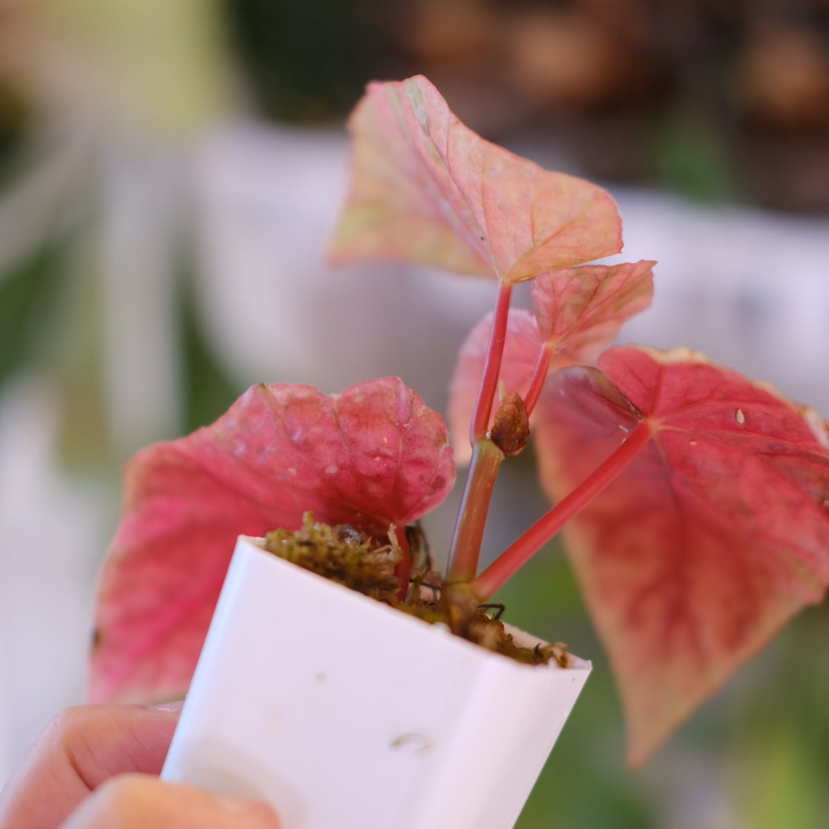 Begonia Snow Capped Variegata｜ベゴニア スノーキャップド 斑入り②