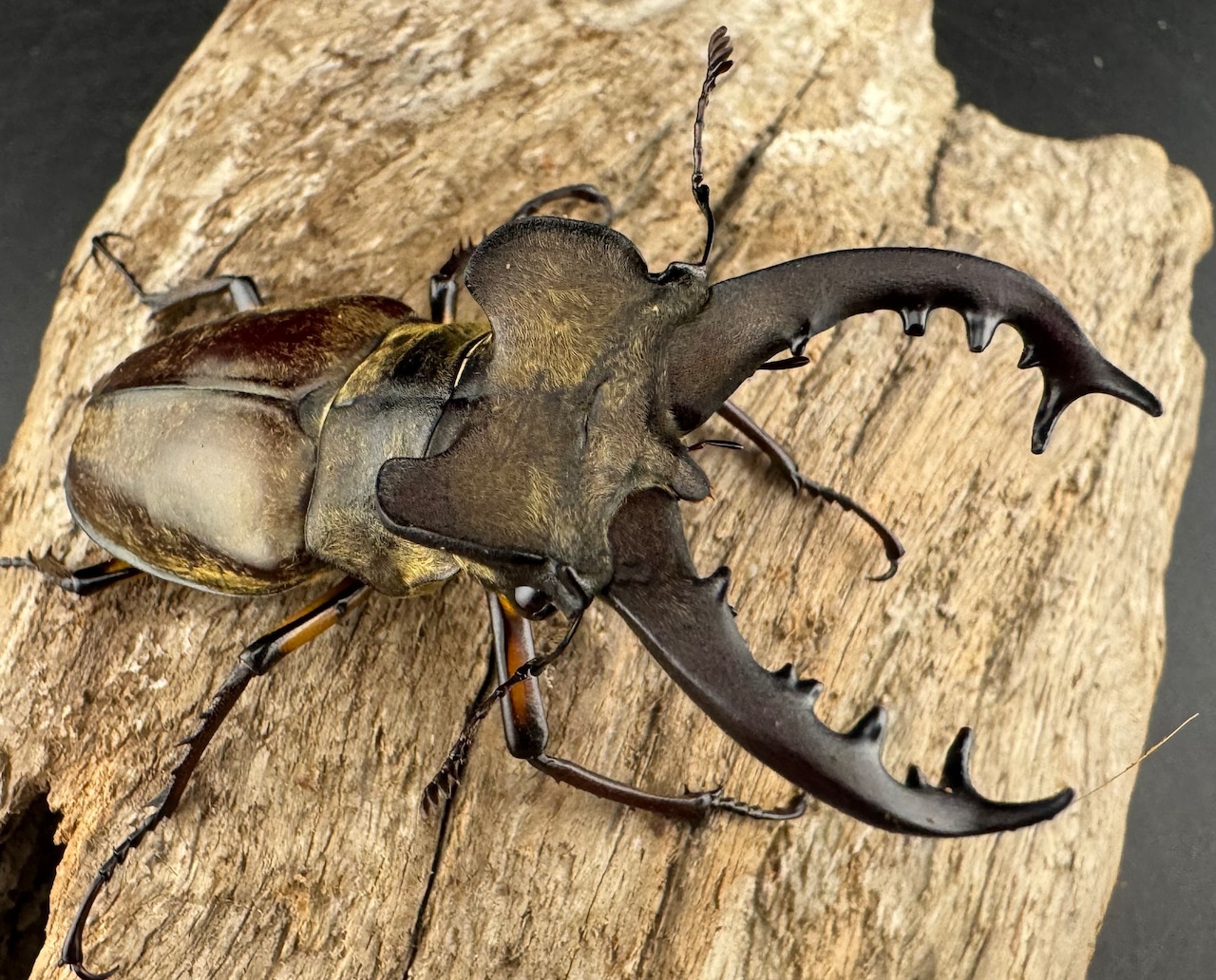 【WD】《ミヤマクワガタ 胆振地方産 67mm ペア》