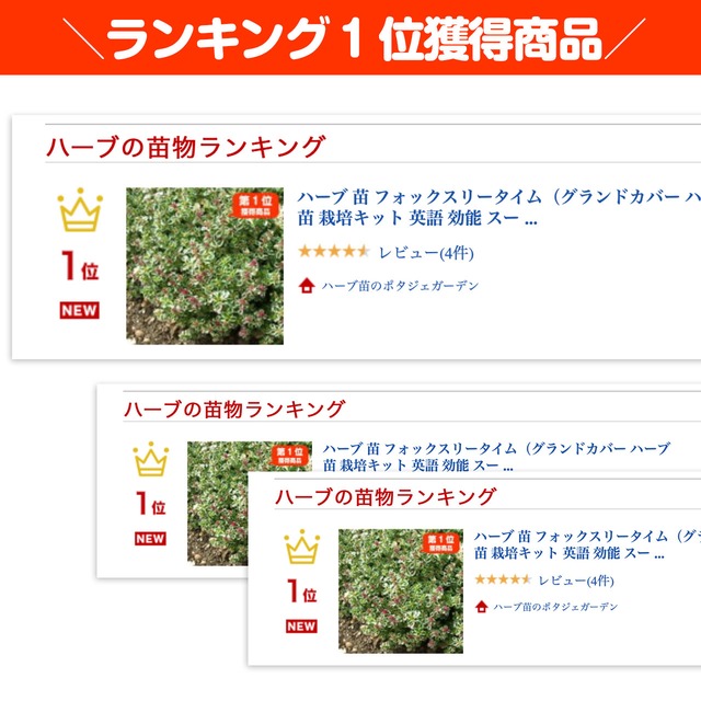 ハーブ 苗 フォックスリータイム ハーブ苗のポタジェガーデン 本店