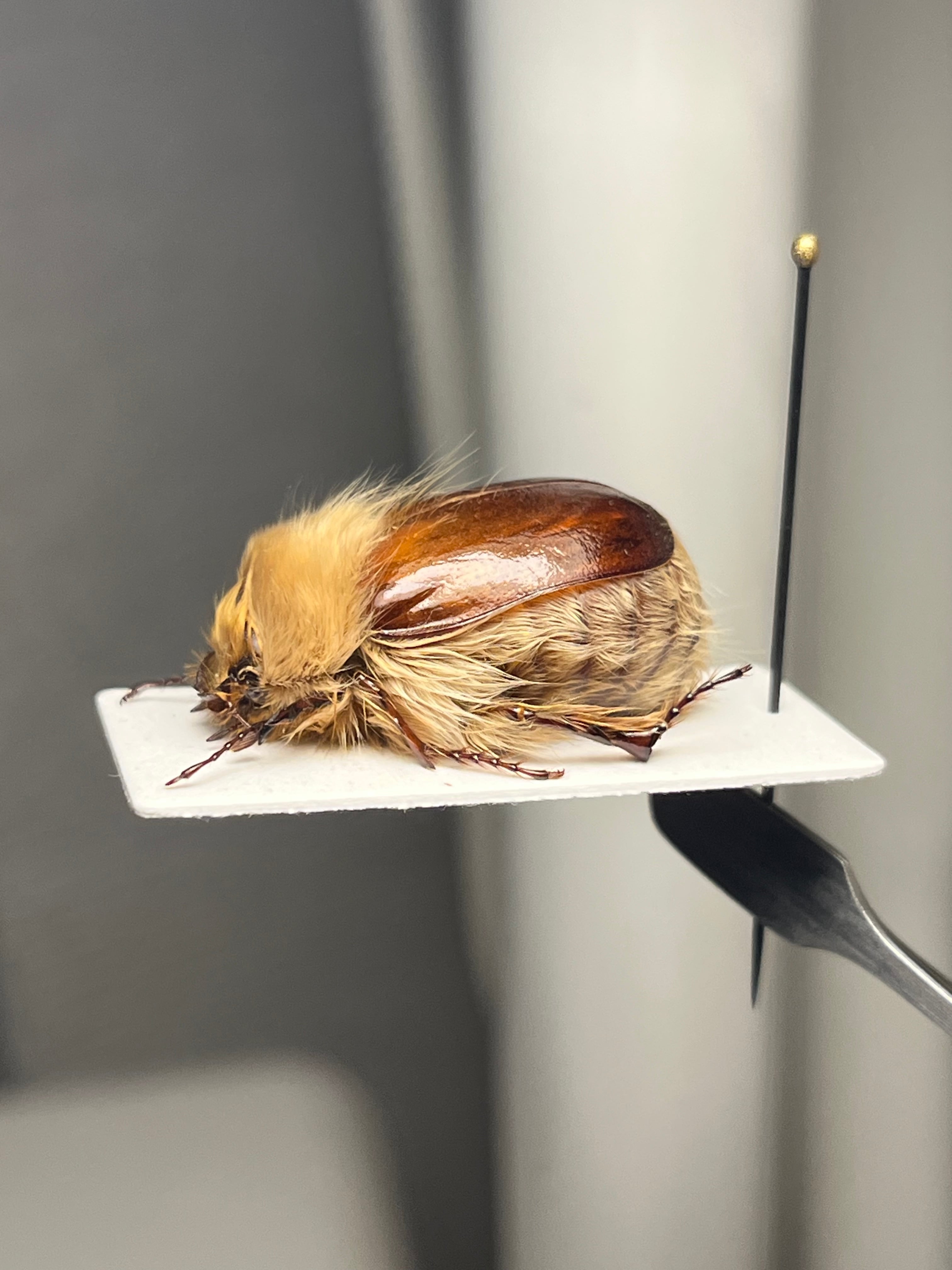 【剛毛巨大】ライオンコガネコガネムシハナムグリコブハムシプラチナコガネ標本 剛毛巨大】ライオンコガネコガネムシハナムグリコブハムシプラチナ