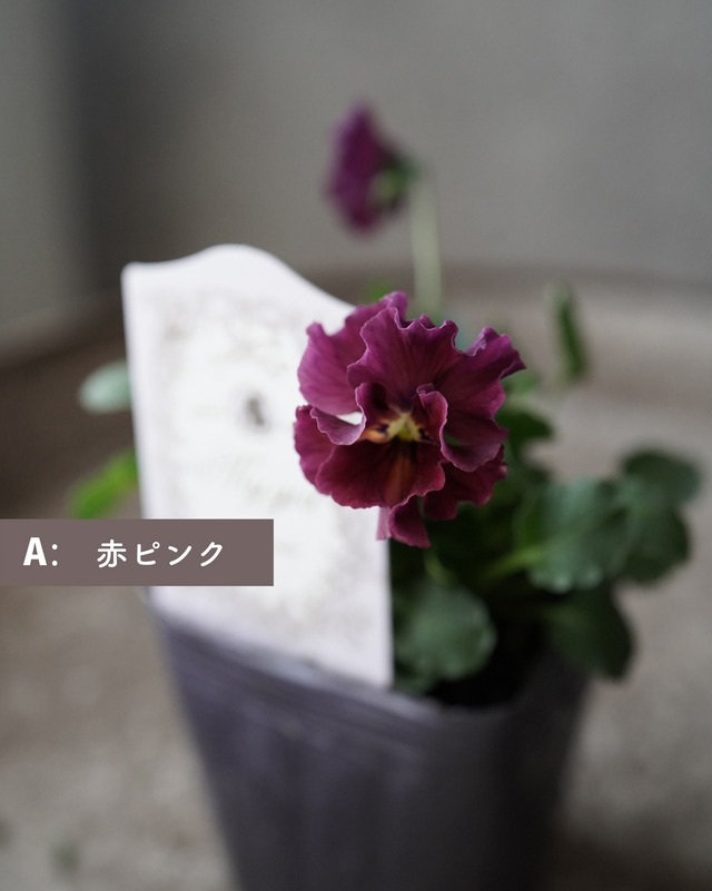 　ビオラ　マイガール　３号