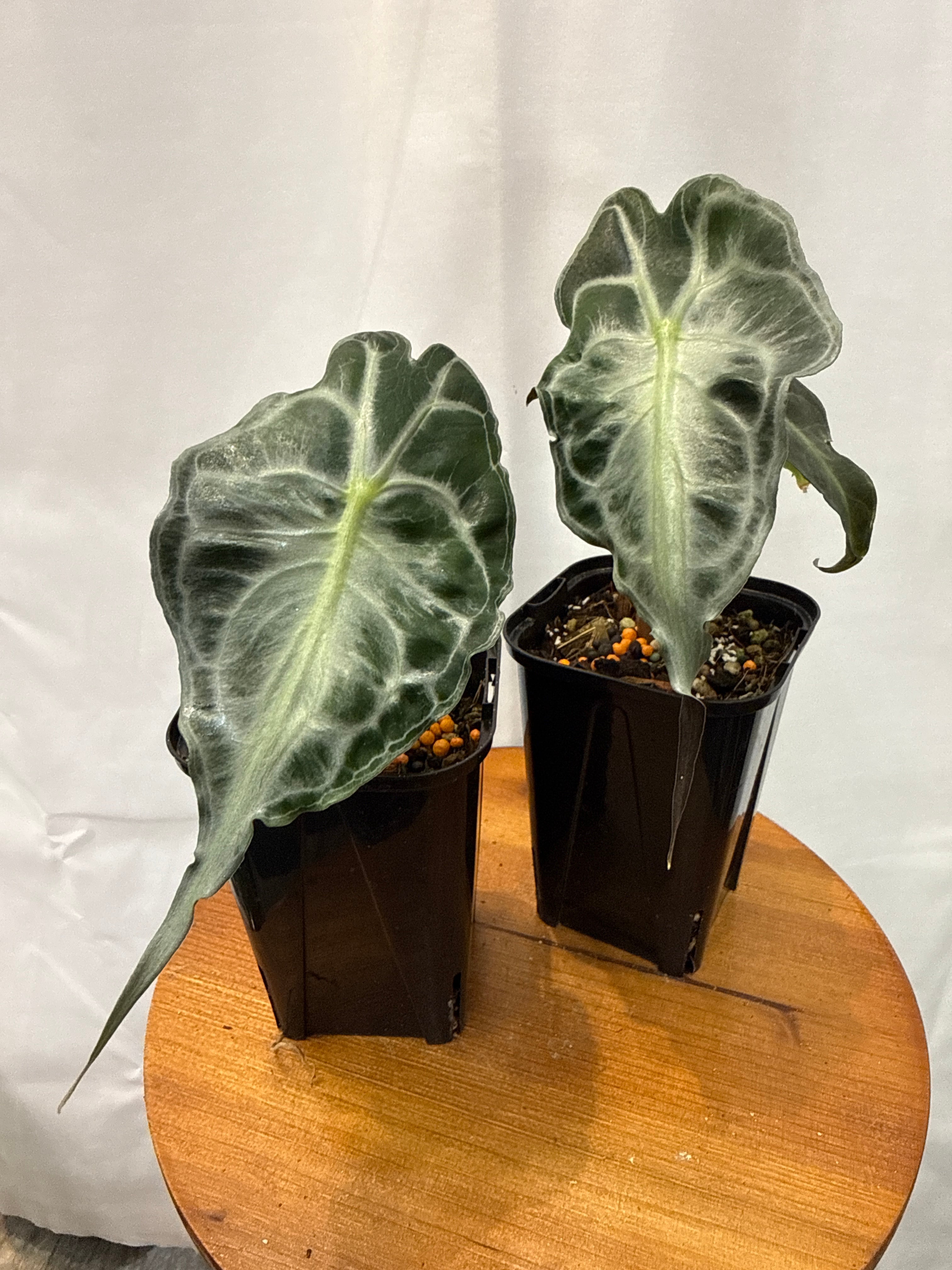 Alocasia 'Venom' TC | Gardenえん 【観葉熱帯植物】