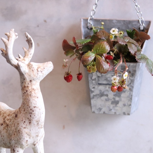 春に楽しむ寄せ植え　ストロベリーとムスカリハングブリキの寄せ植え　壁にオススメ　届いてすぐ玄関に飾れる 　プレゼントにもオススメ　