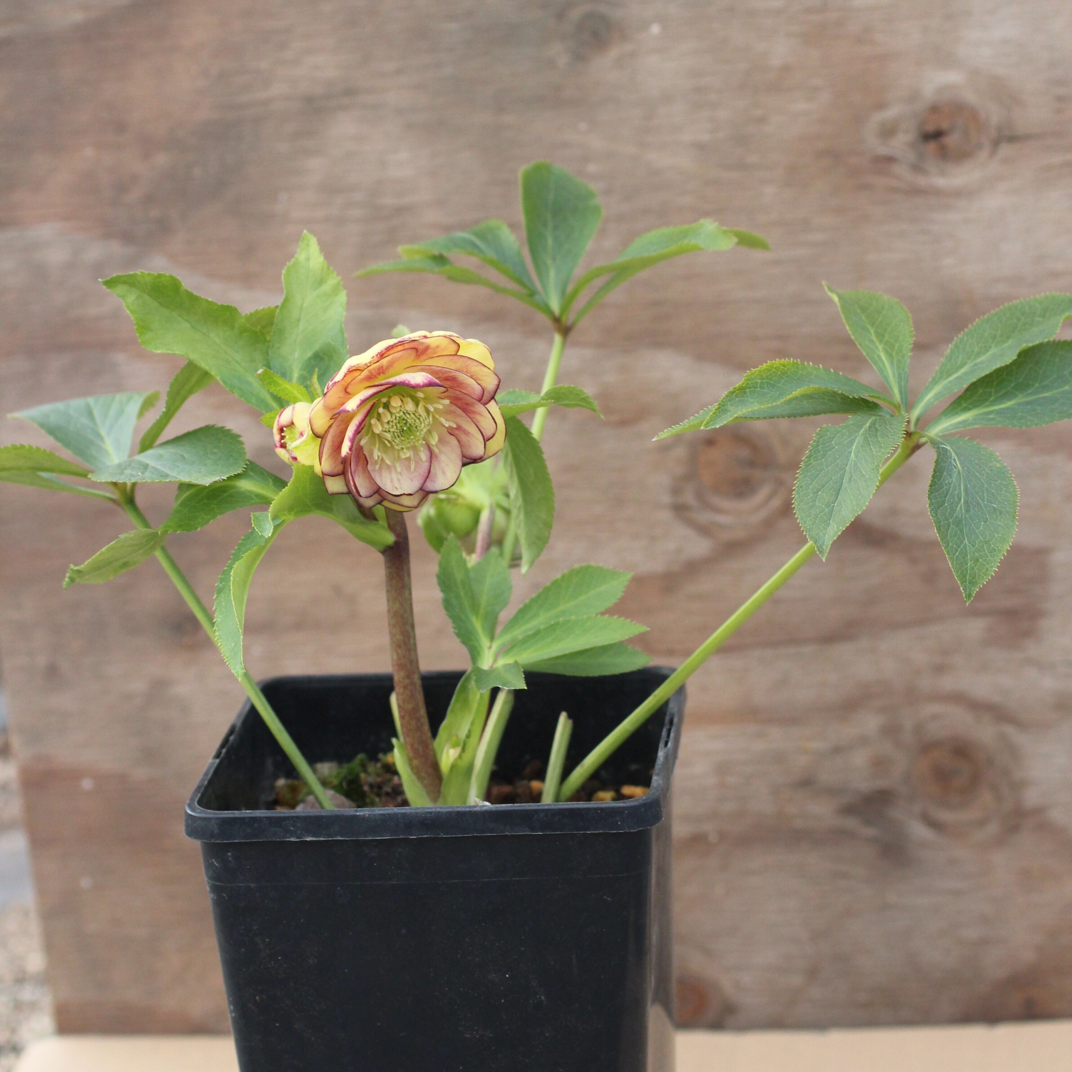 WS26-077 クリスマスローズ ウィンターシンフォニー イエローピンク