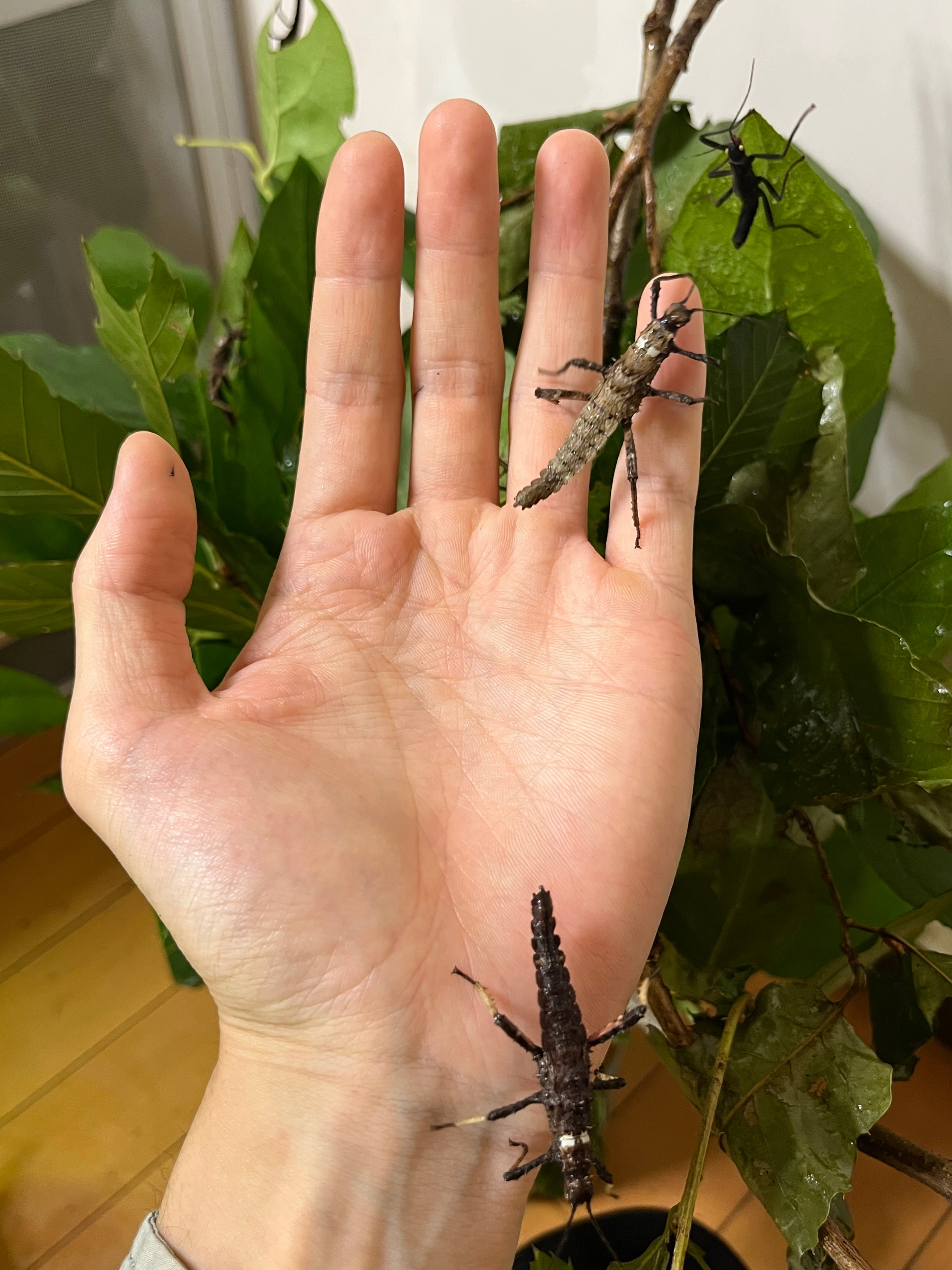 95mm】マンモスゴキブリ ナンベイオオチャバネゴキブリ ローチ