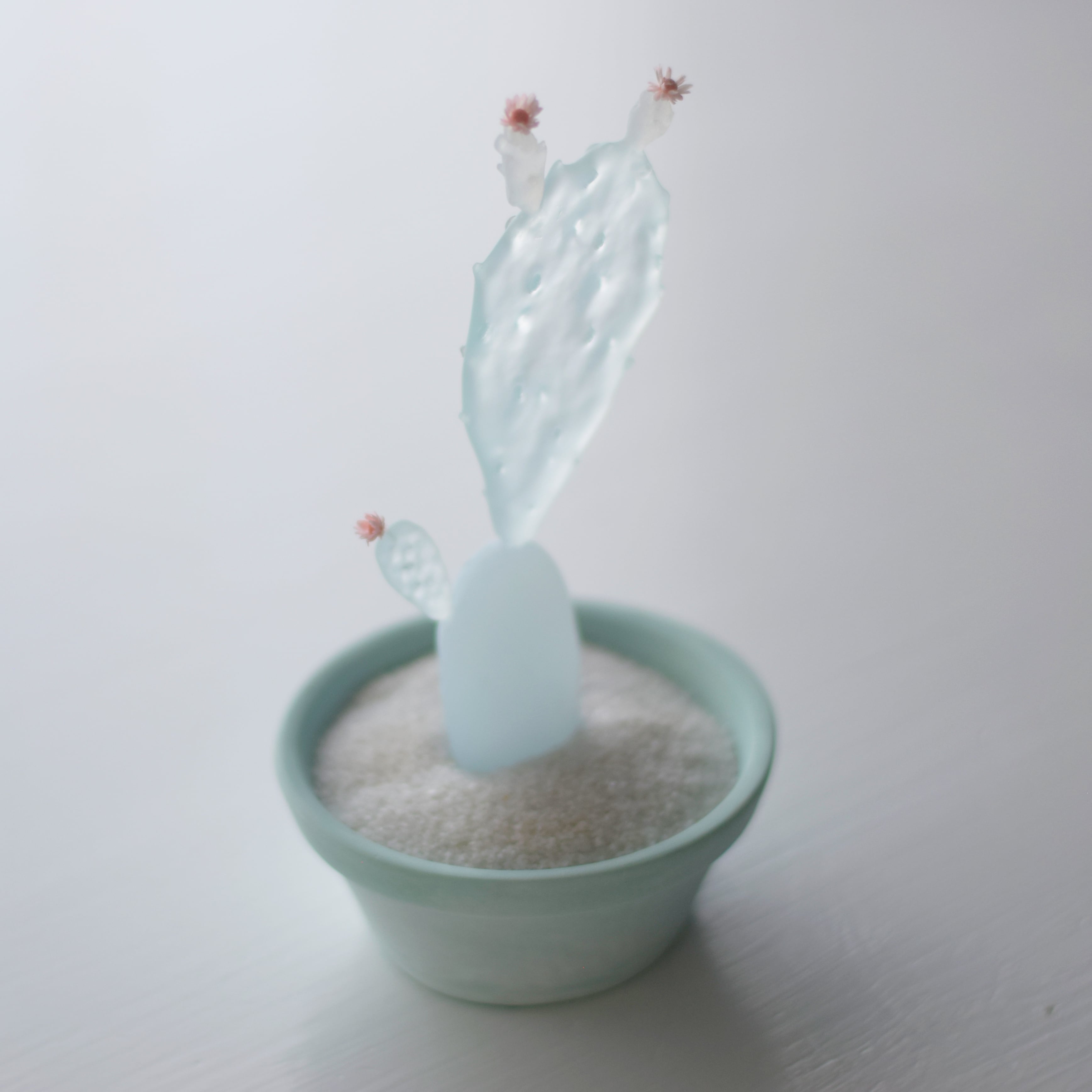 clear cactus ウチワサボテン | Sabotensi