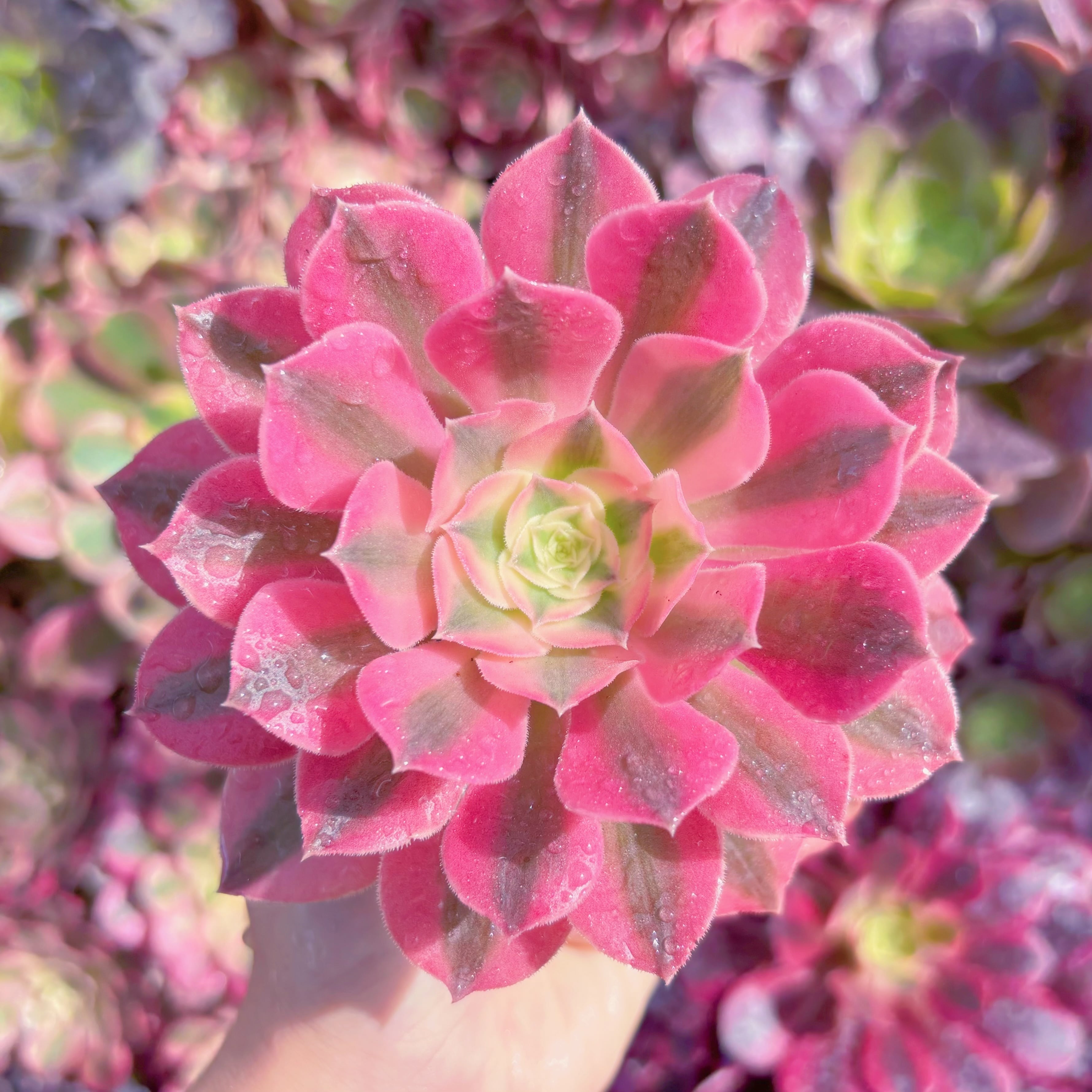 多肉植物　アフラダイティ　新入荷　るる農園