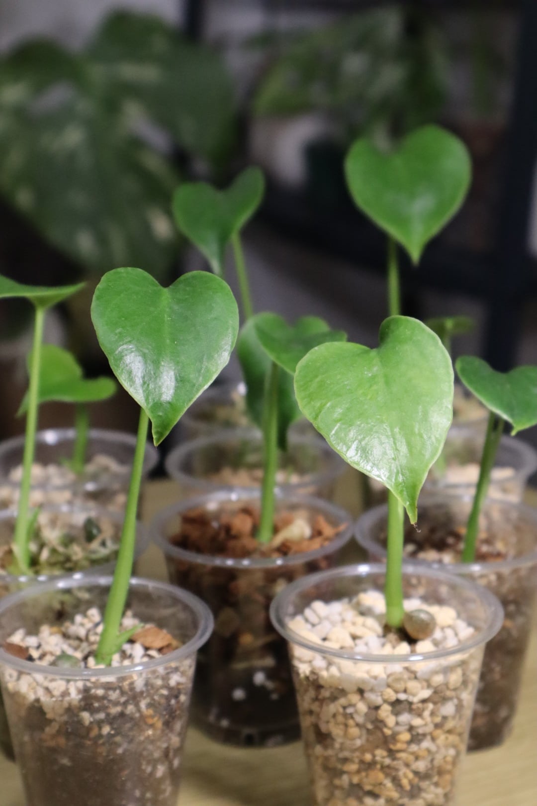 ぐら様専用 シクラメン ガーデンシクラメン 斑入り