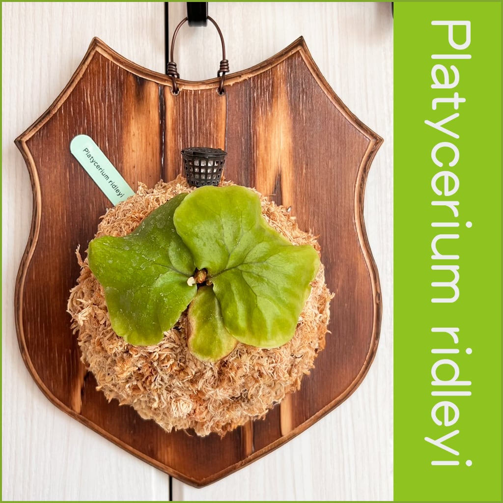 ビカクシダ　リドレイ　サラマンダー　4株　板付 ビカクシダ リドレイ サラマンダー 4株 板付 D-4 ビカクシダ