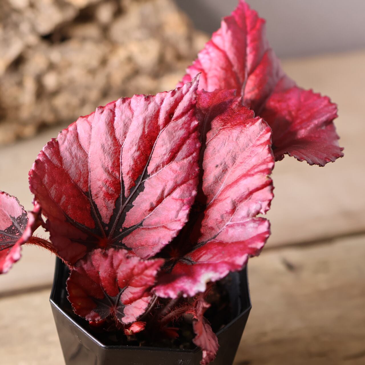 414 葉の色彩を楽しむ『レックスベゴニア』観葉植物 【送料無料