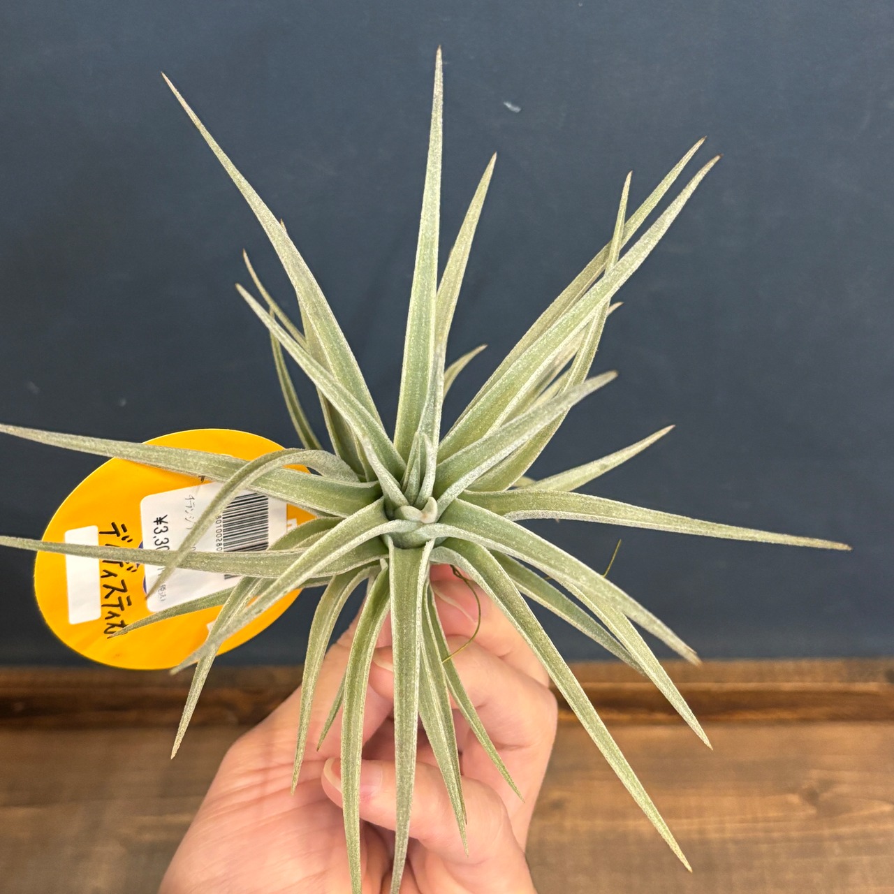 チランジア　ディディスティカ【1022】