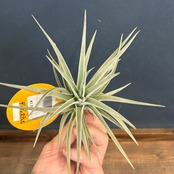 チランジア　ディディスティカ【1022】