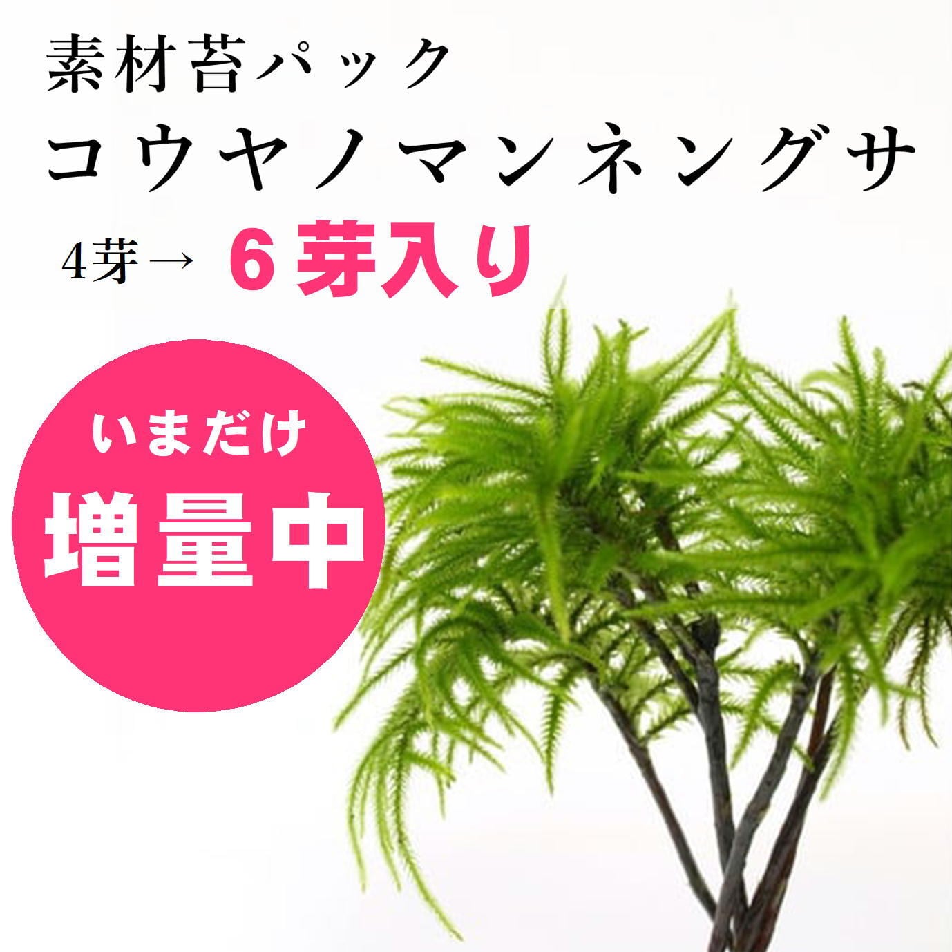 【今だけ2芽増量中!】コウヤノマンネングサ|苔テラリウム作製用素材苔