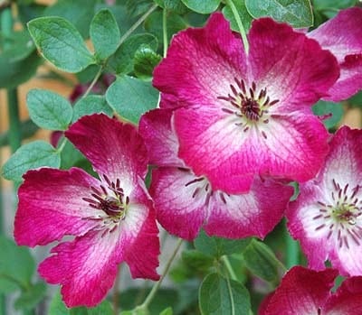 マリア・ルージュ - ‘Maria Rogue’ - フロリダ系 O-F13