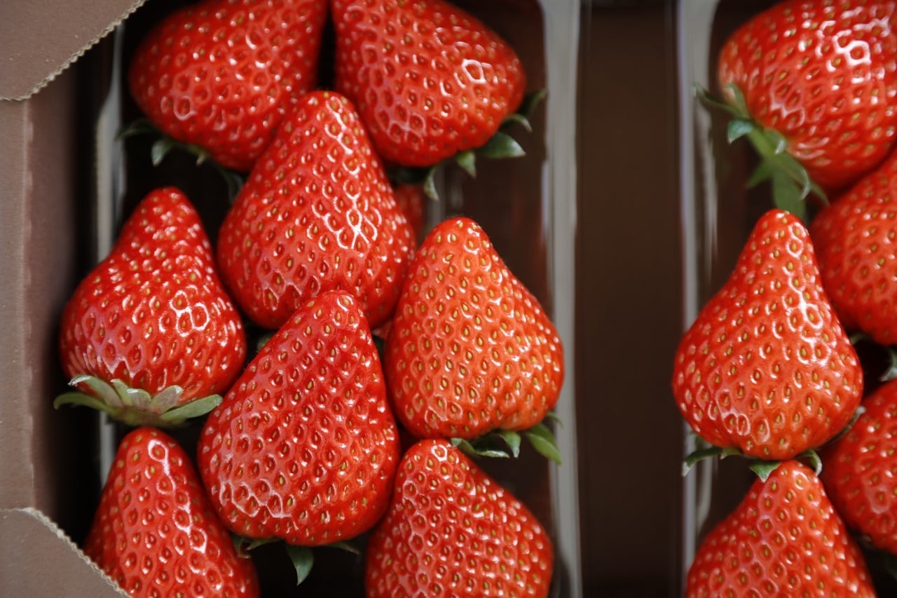 北海道発送】ご自宅用いちご 2パック入り | ichiichigo