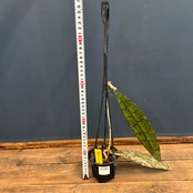 ホヤ クレメンシオラム form Borneo【110】