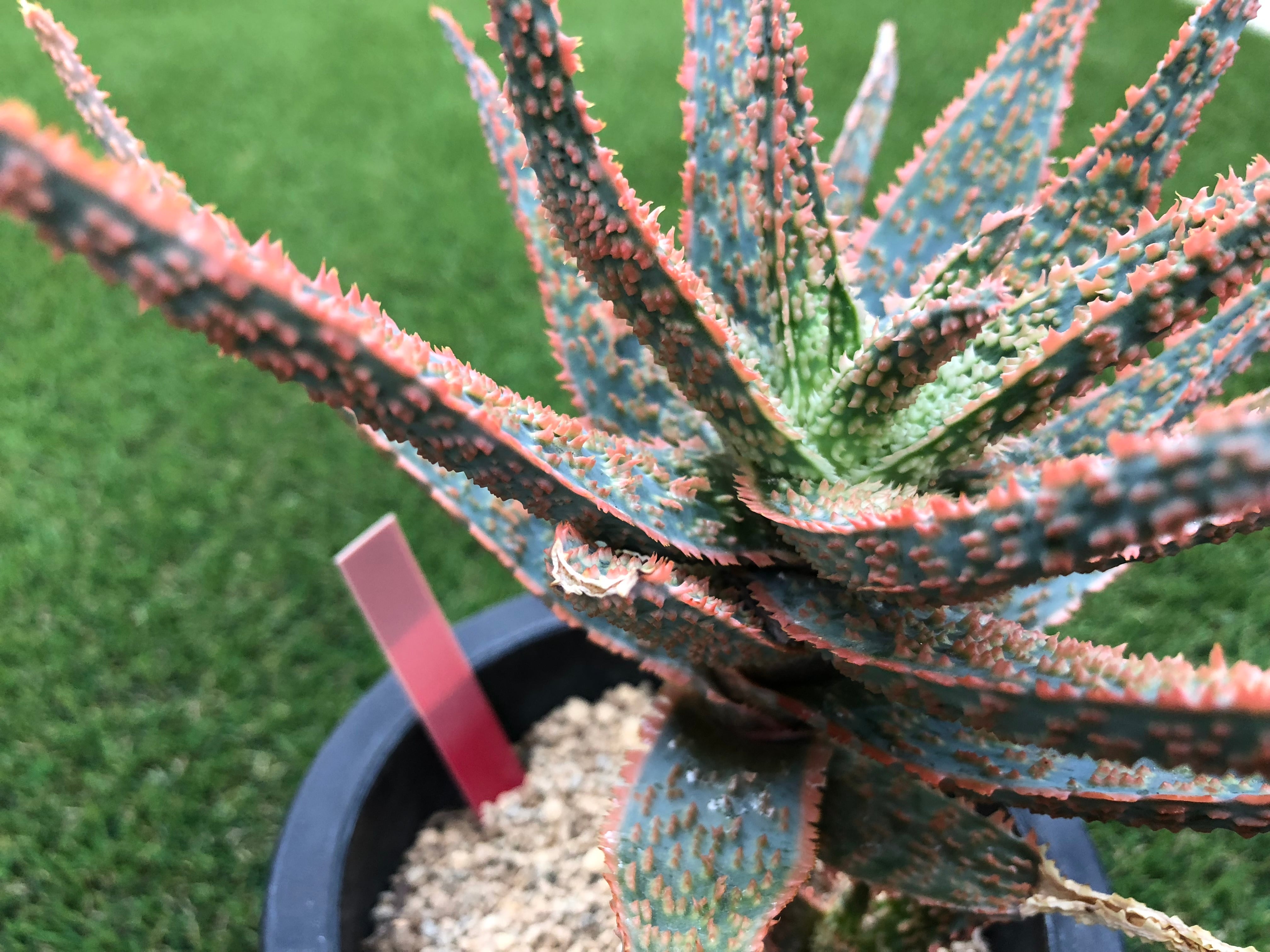 ＡＬＯＥです。 Aloe cv.DZ (Debra Zimmerman) アロエ DZ | plants MARU