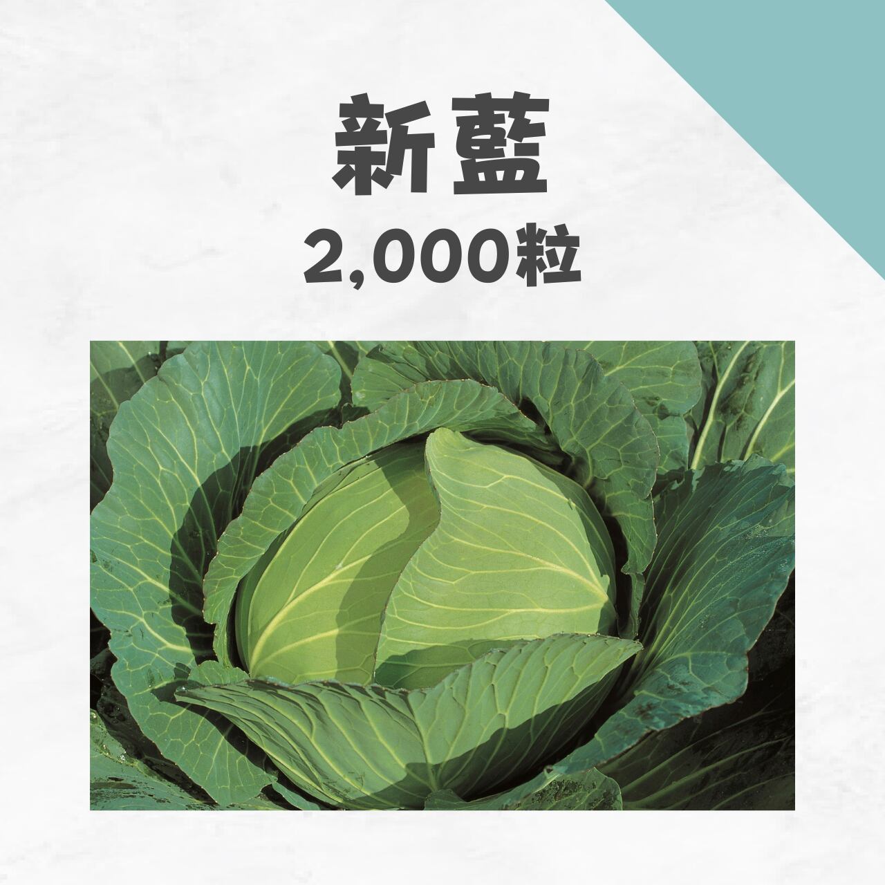 新藍 キャベツ種子・2,000粒