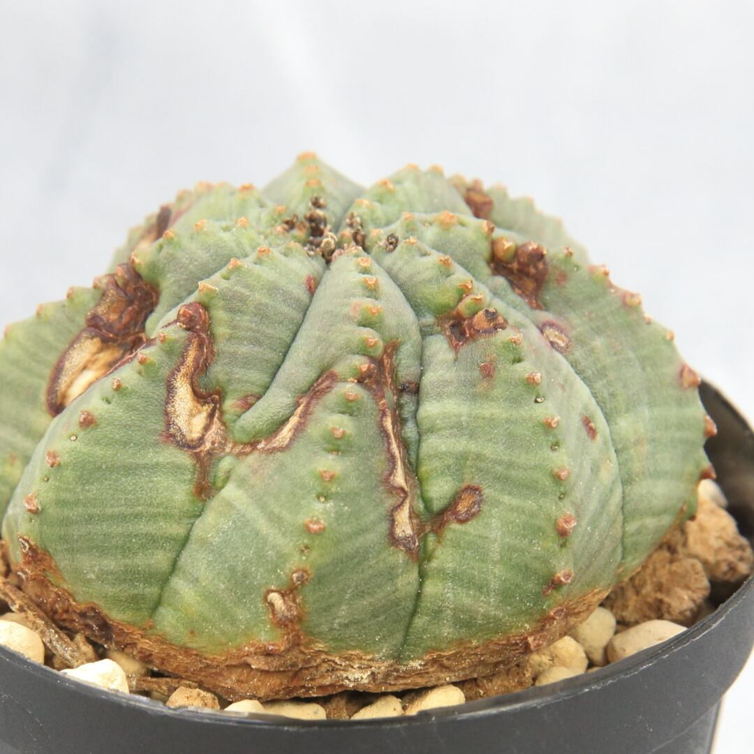 ユーフォルビア ミニ オベサ モンスト Lighthouse Plants 海外実生株のオベサを中心に 輸入植物を扱うプランツ セレクトショップ