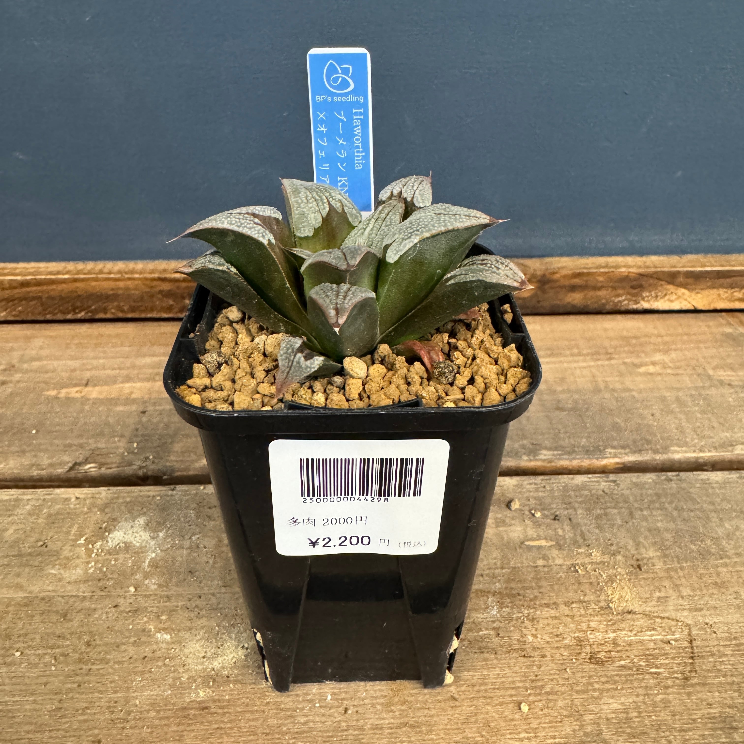 ユーフォルビア、その他多肉 | PROTOLEAF プロトリーフ