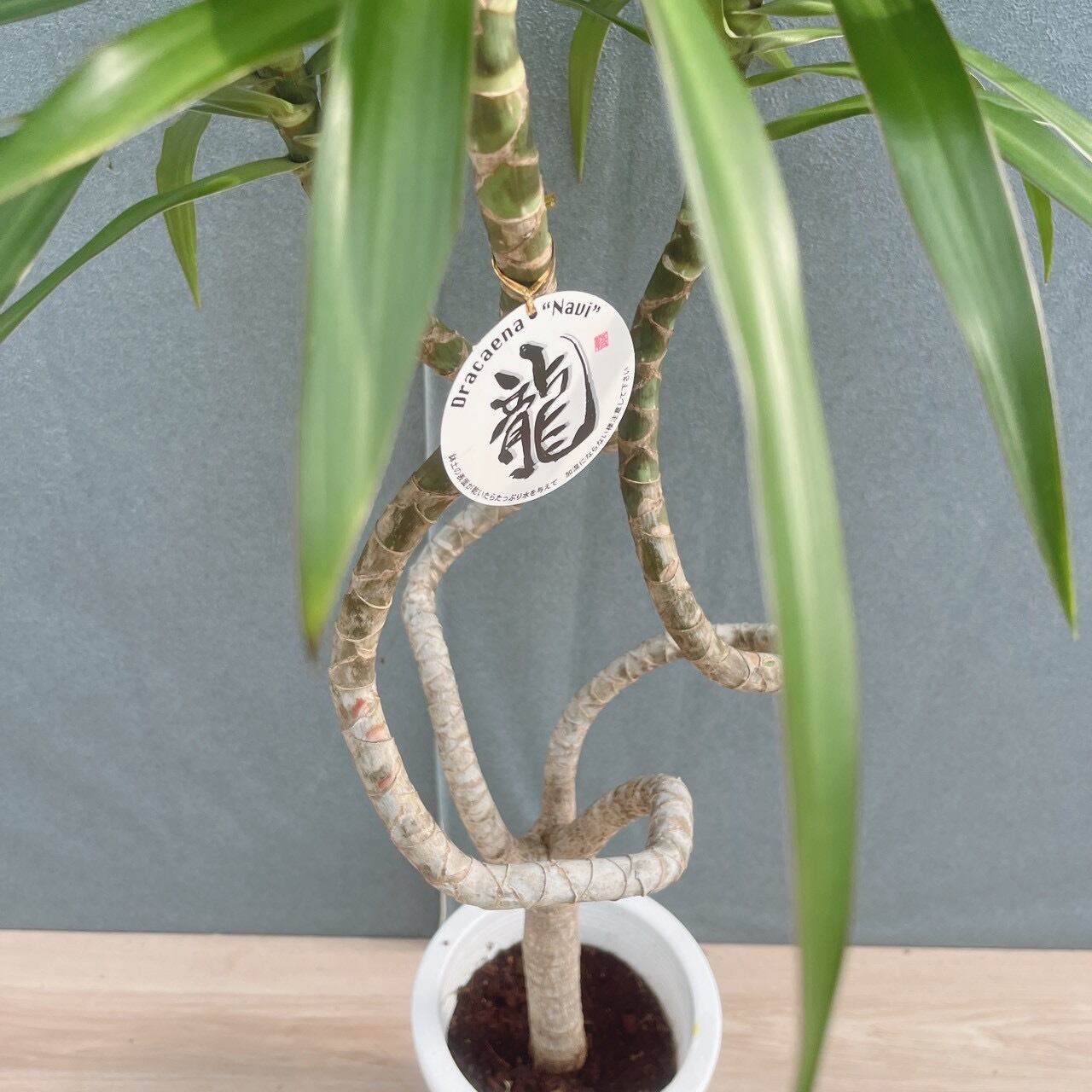現品］【希少】9番 ドラセナ ナビー 龍 6号 観葉植物 大型 室内 レア