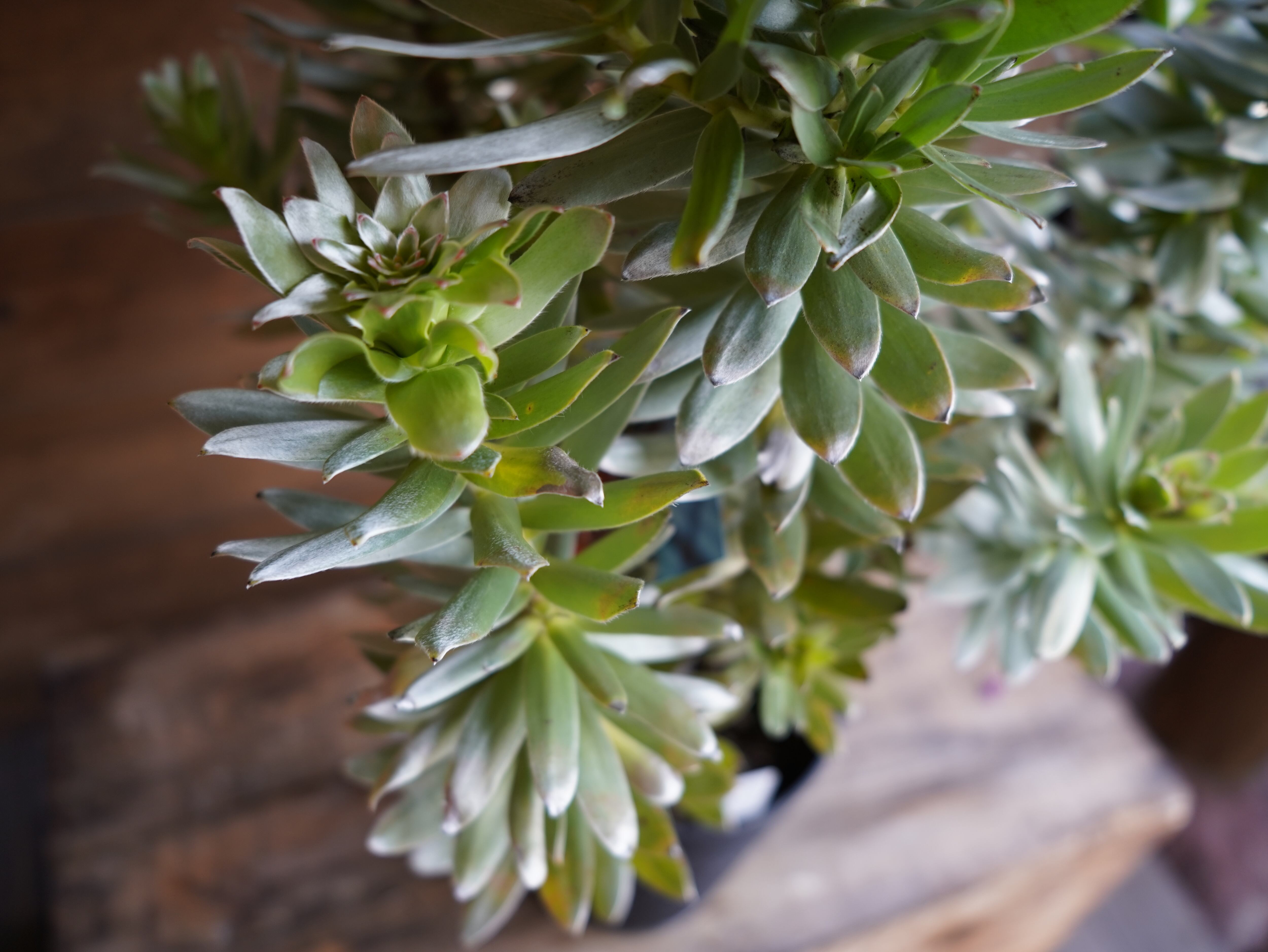 【現物】ミメテス　”クラッカージャックシルバー”　A