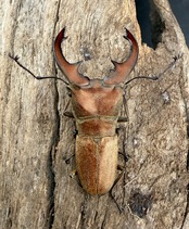 【WD】《スズムラホソアカ ロハス産 38.5mm ペア》