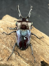 《ニジイロクワガタ 紫紺ピカール系 56mm ペア》セルヴォラン氏委託個体