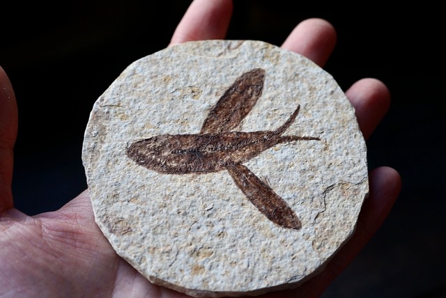 ナイティア化石  Knightia alta Fossil