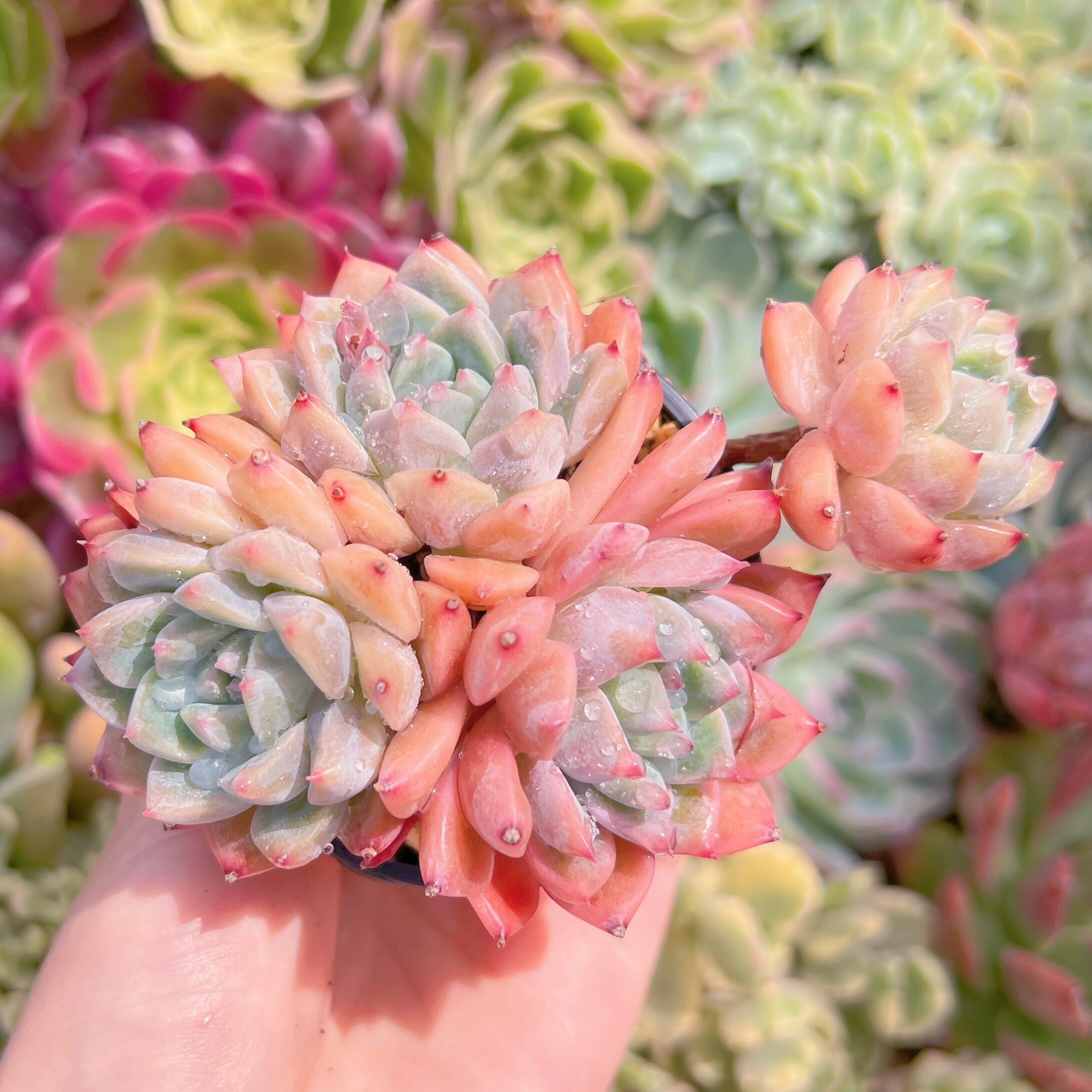 現品　プロリフェラxラウル#F060　るる農園