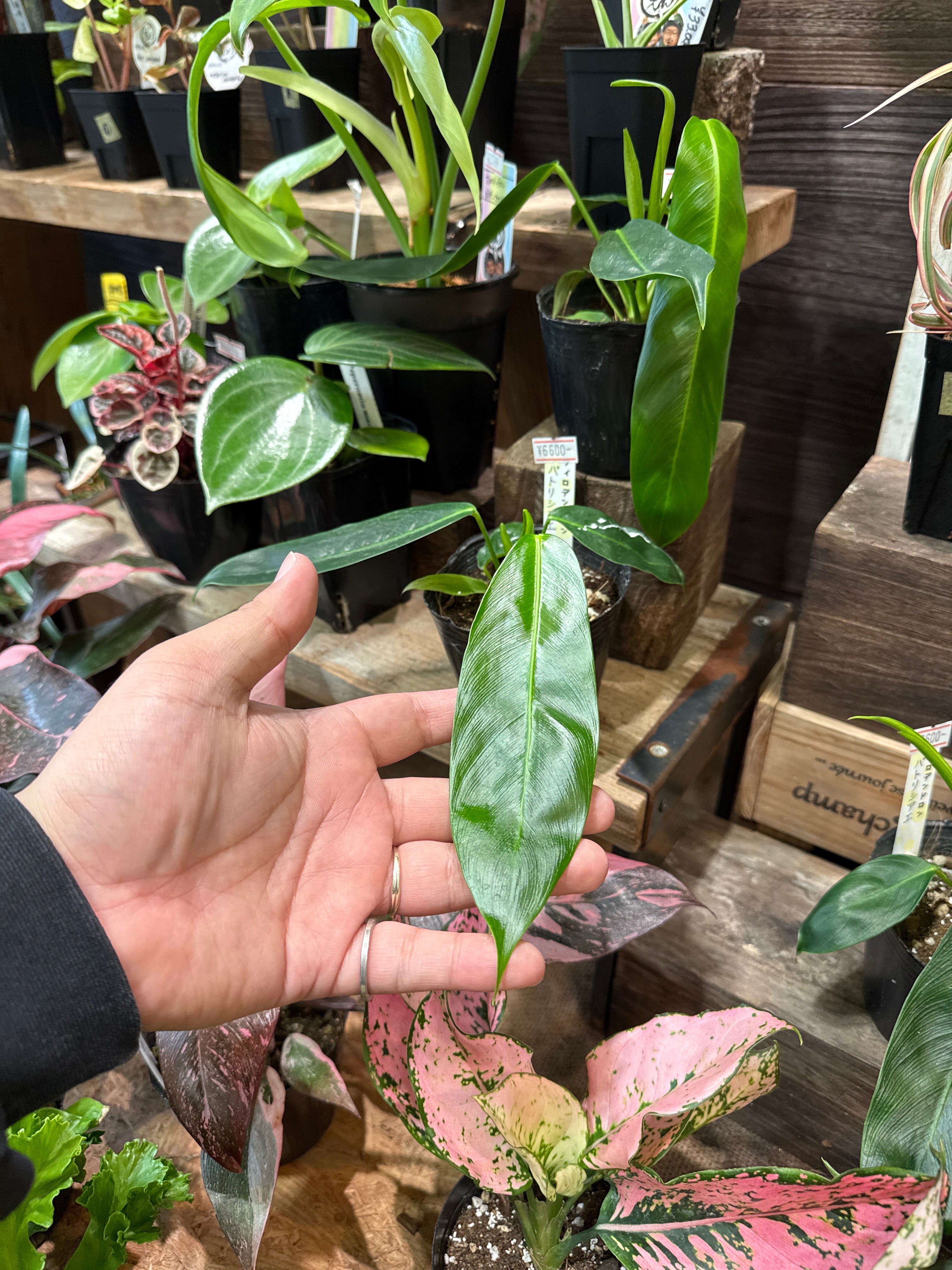 フィロデンドロン パトリシアエ | Gardenえん 【観葉熱帯植物】