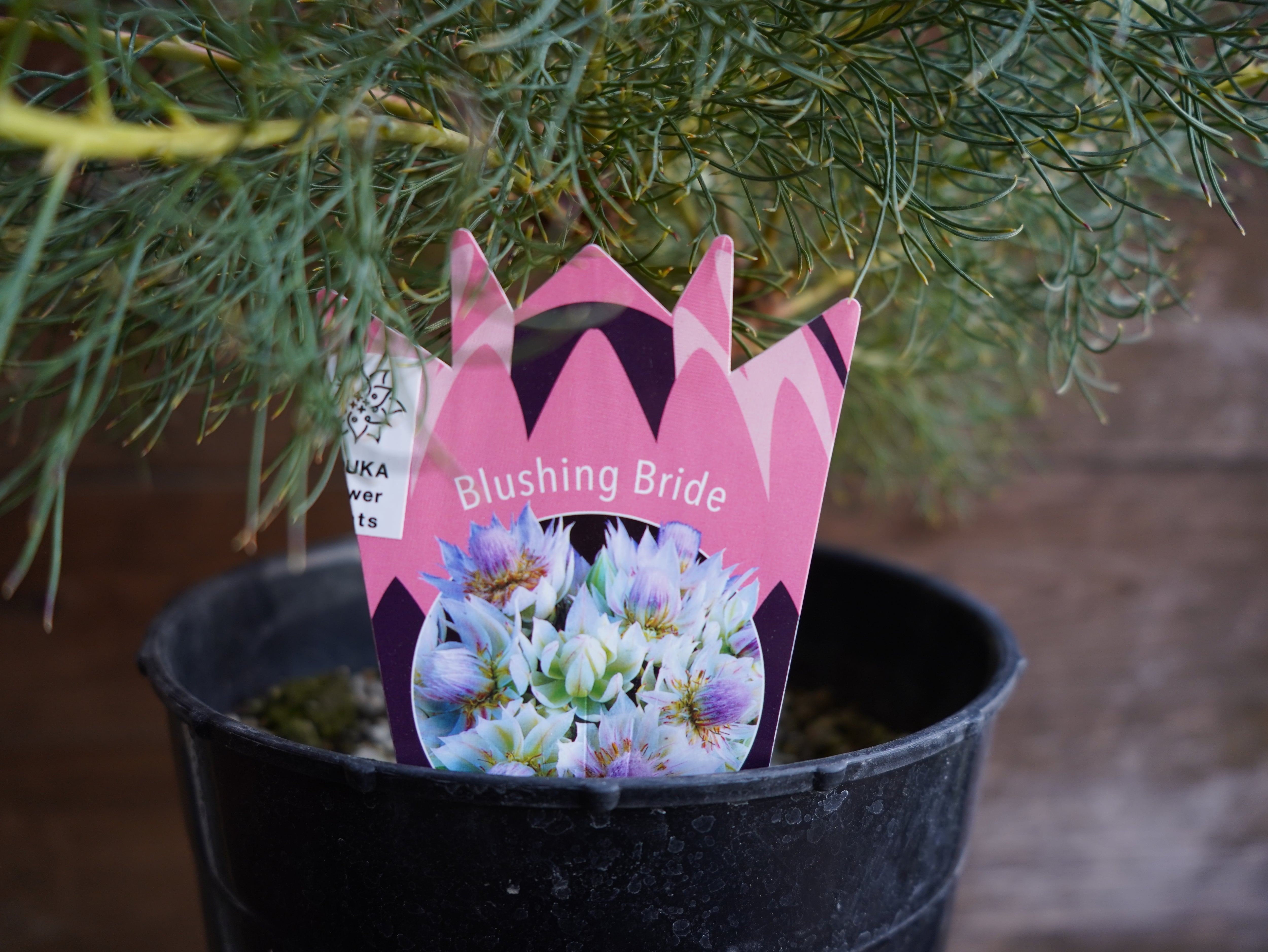 【現物】セルリア　”ブラッシングブライト”