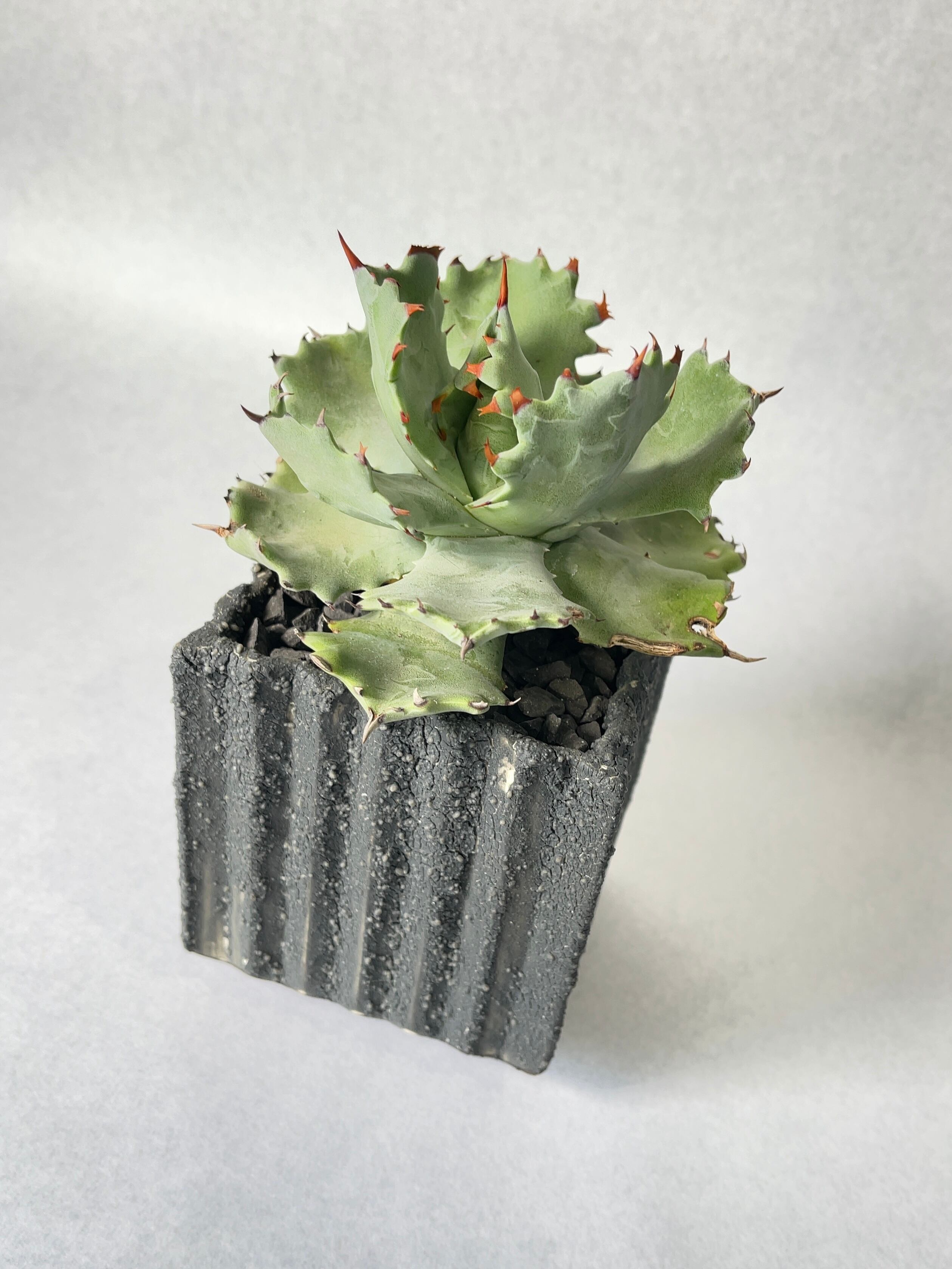 フォークイエリア・プルプシー | trigger