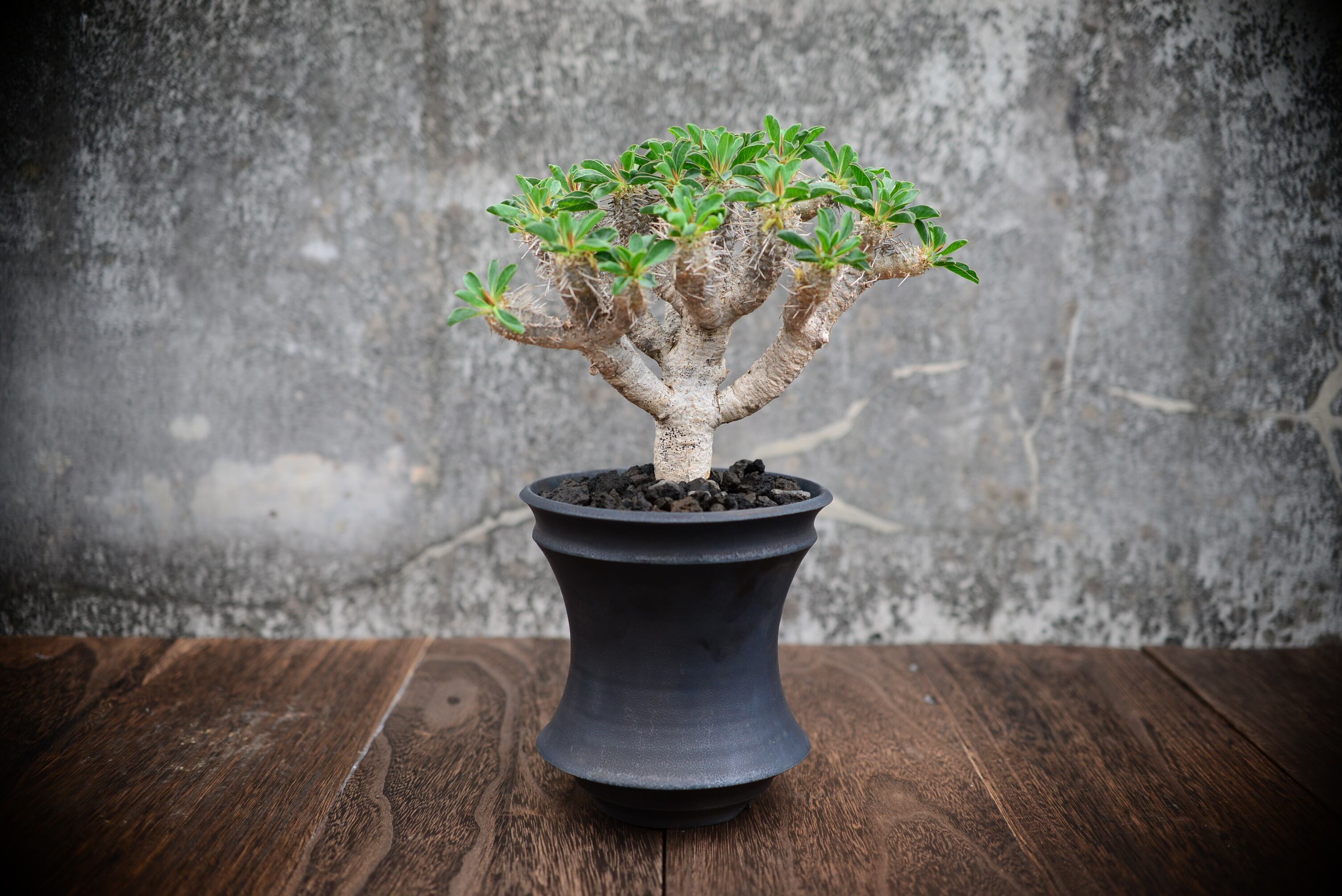 カタチ製作所 Mederu pot バレルTall Two tonesmoky カタチ製作所